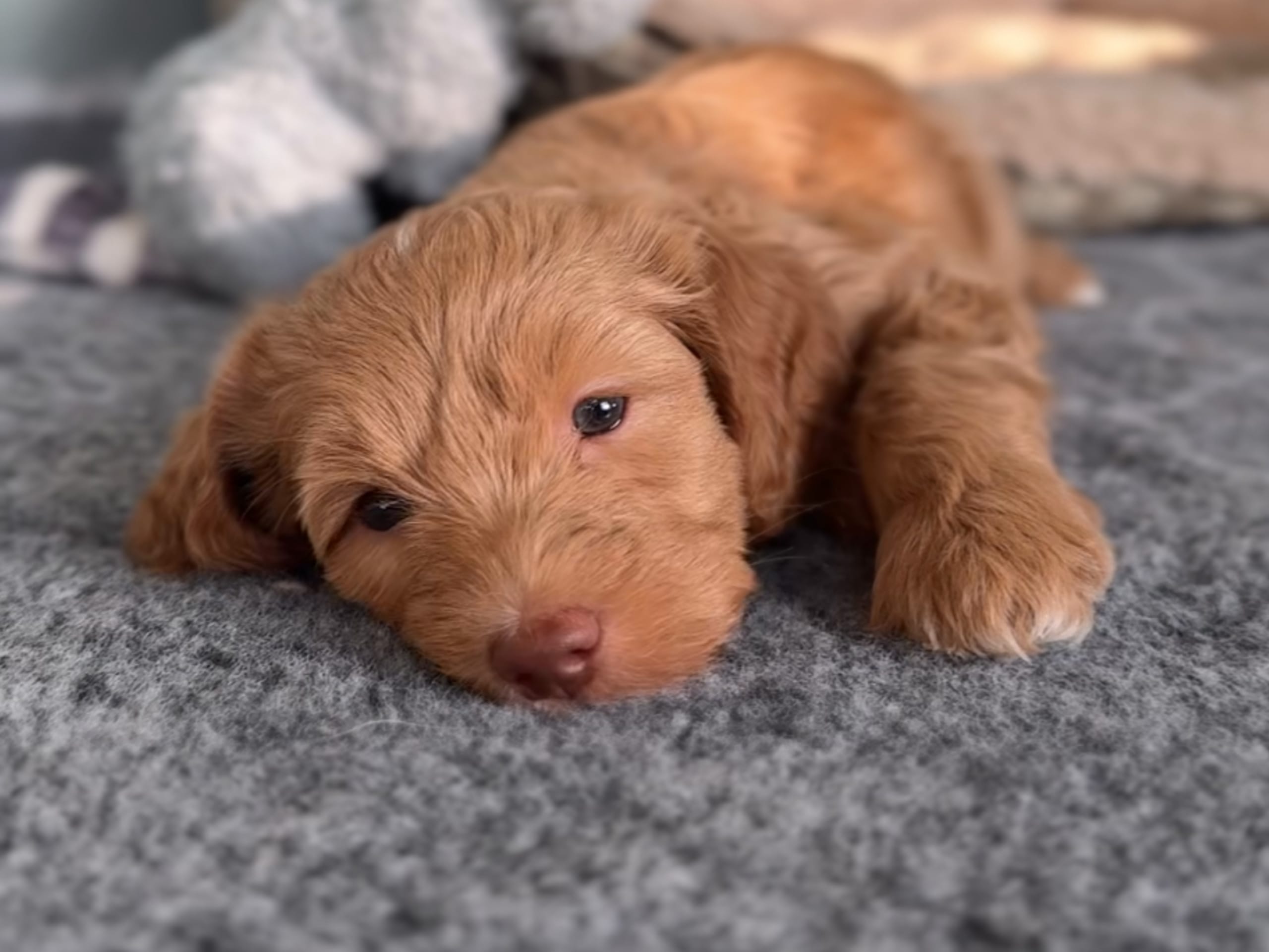 Labradoodle · Olofstorp · 101 Labradoodles