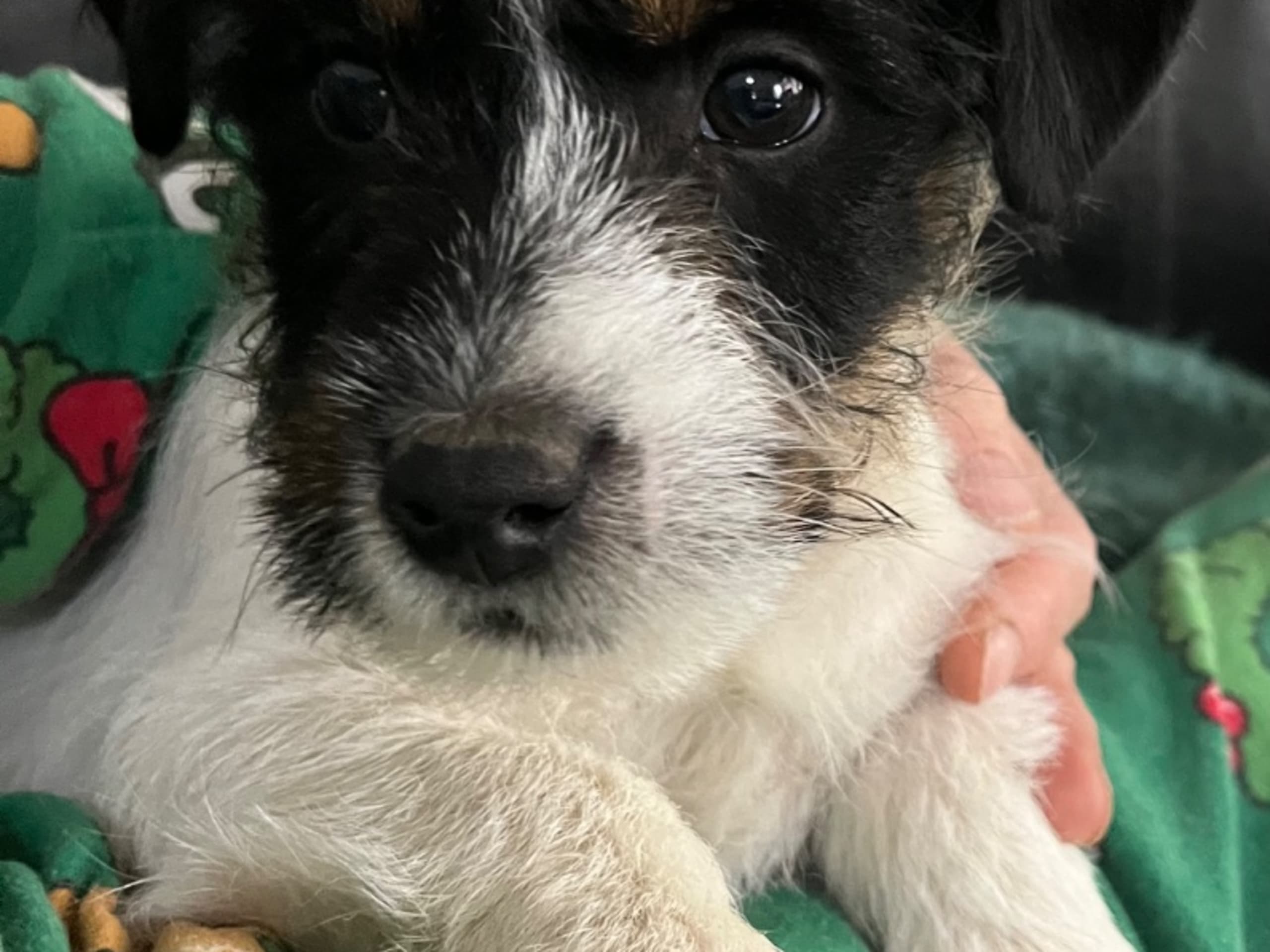 Jack Russell Terrier · Brösarp · Semlans