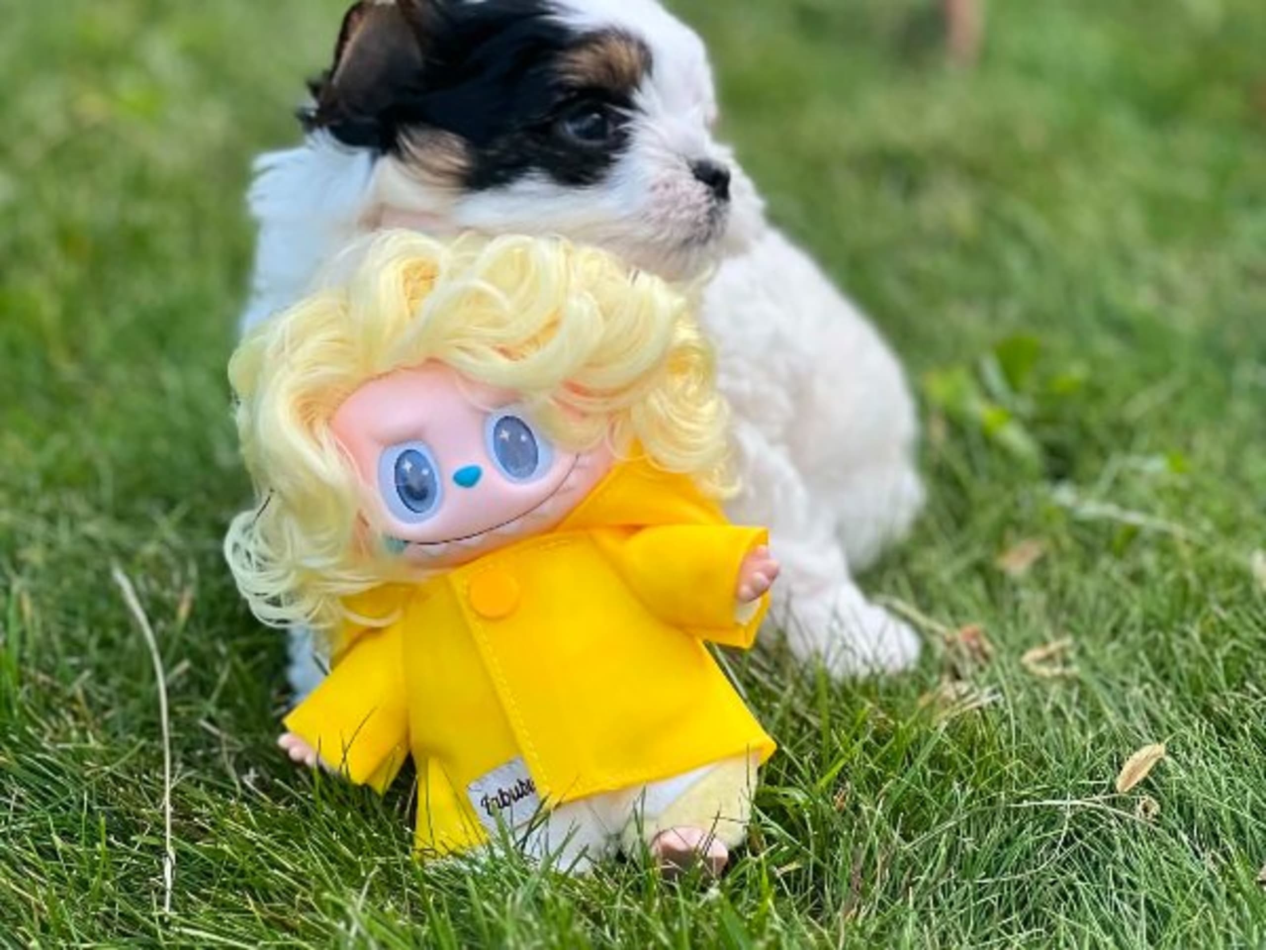 Biewer terrier · Lund · Dancing Jewels