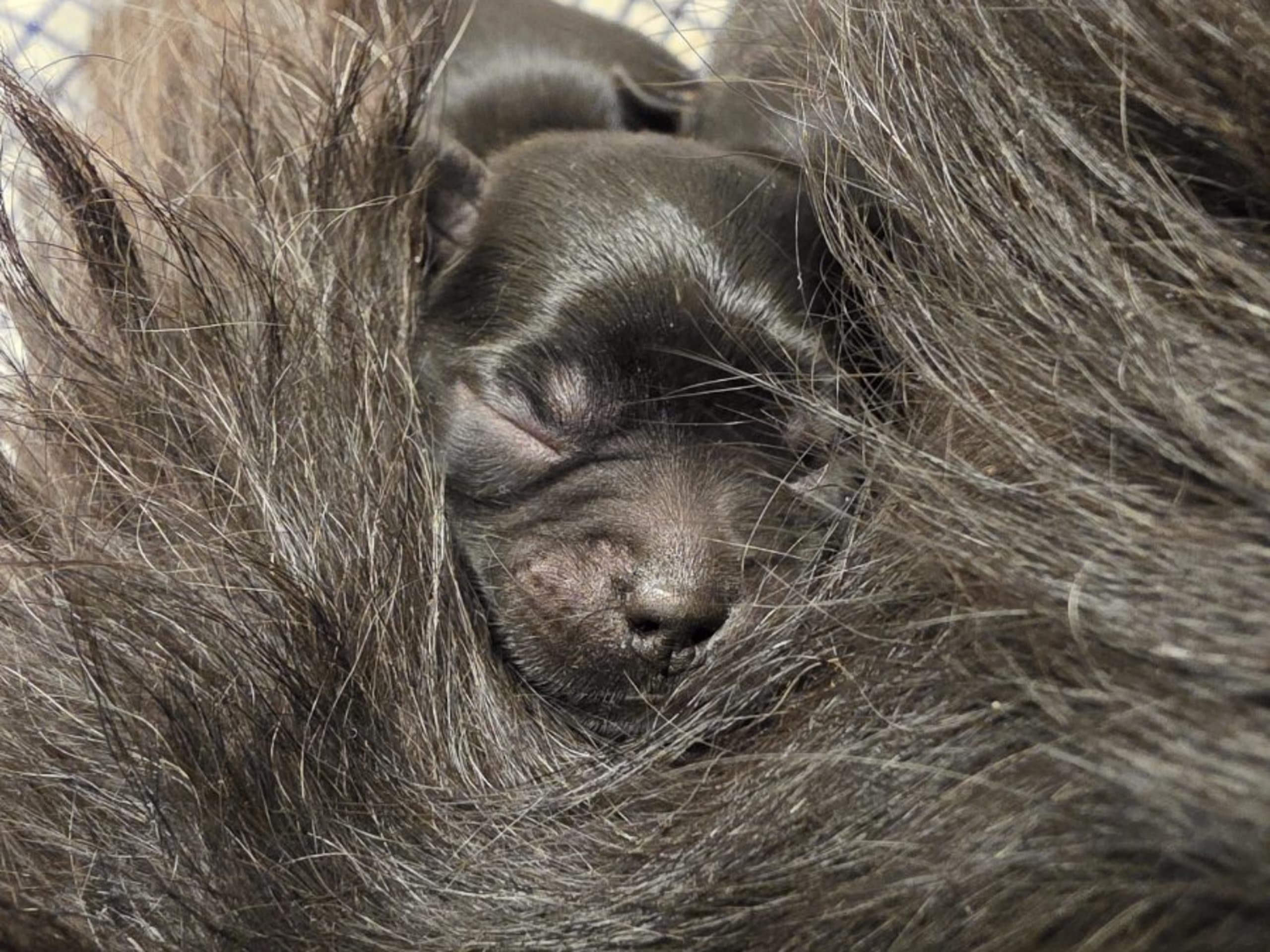 Affenpinscher · Säter · Sweolans