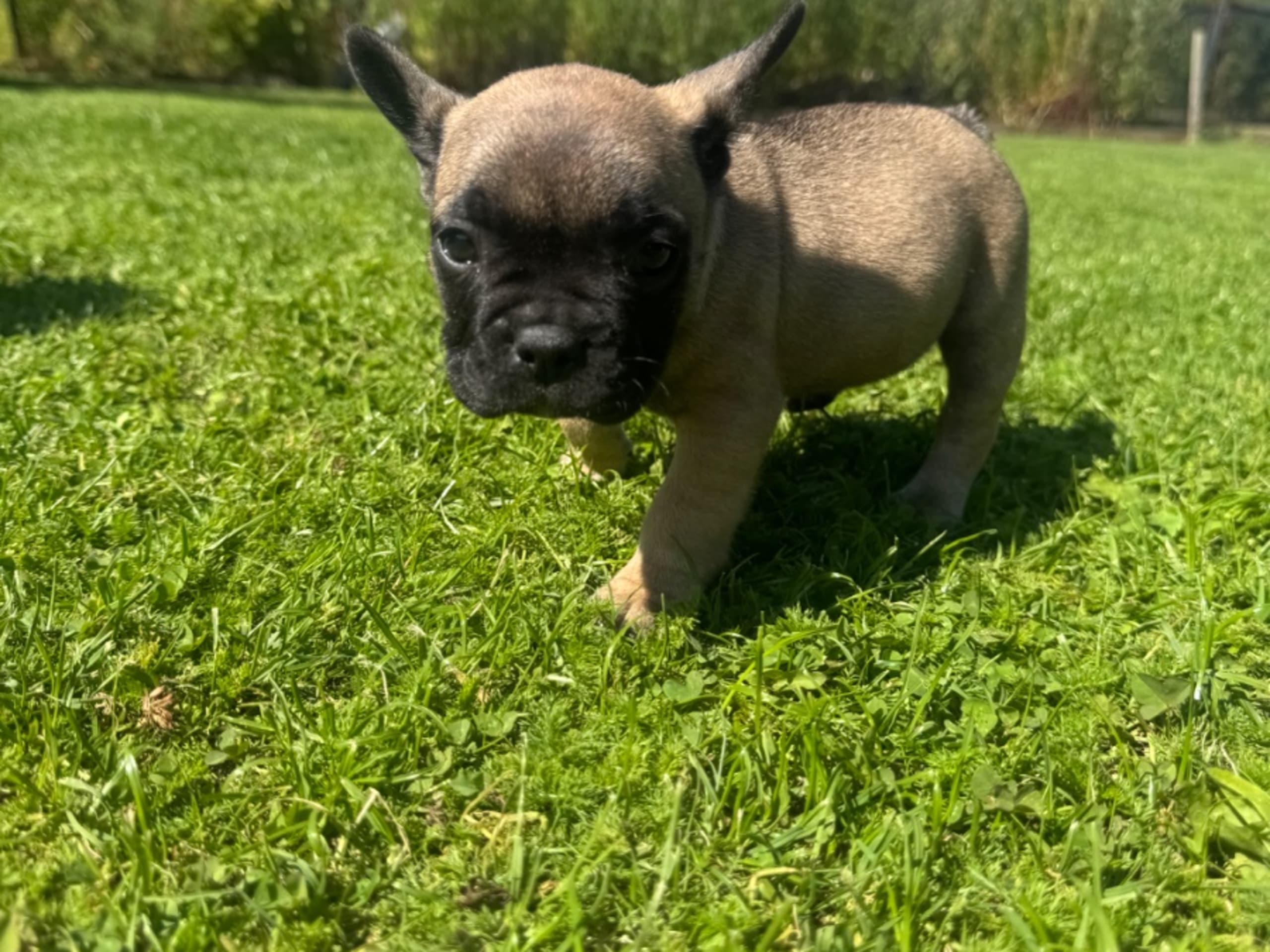 Fransk bulldogg · Grebbestad · Callustus