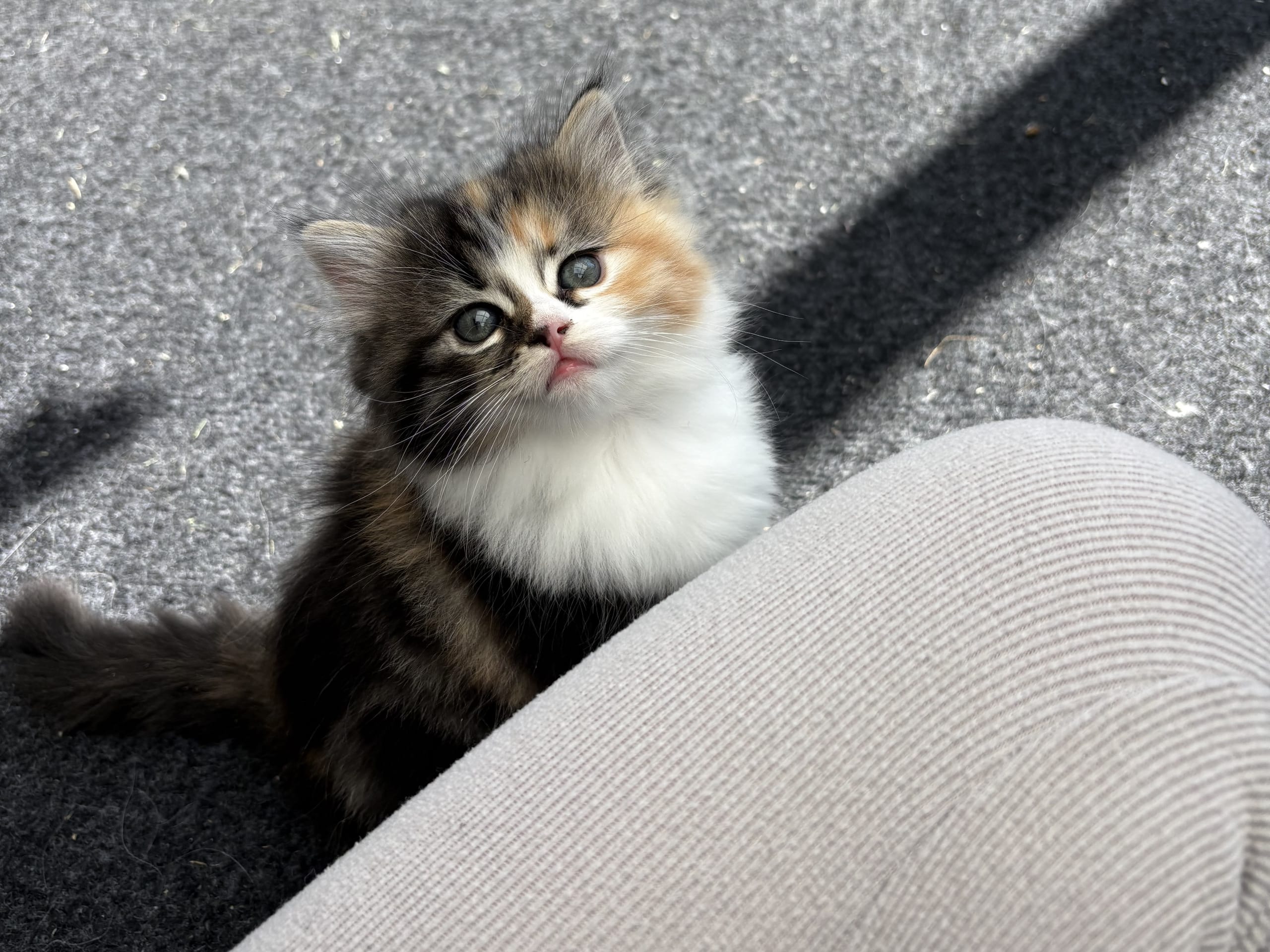 Ragdoll · Rörvik · Evelina S.