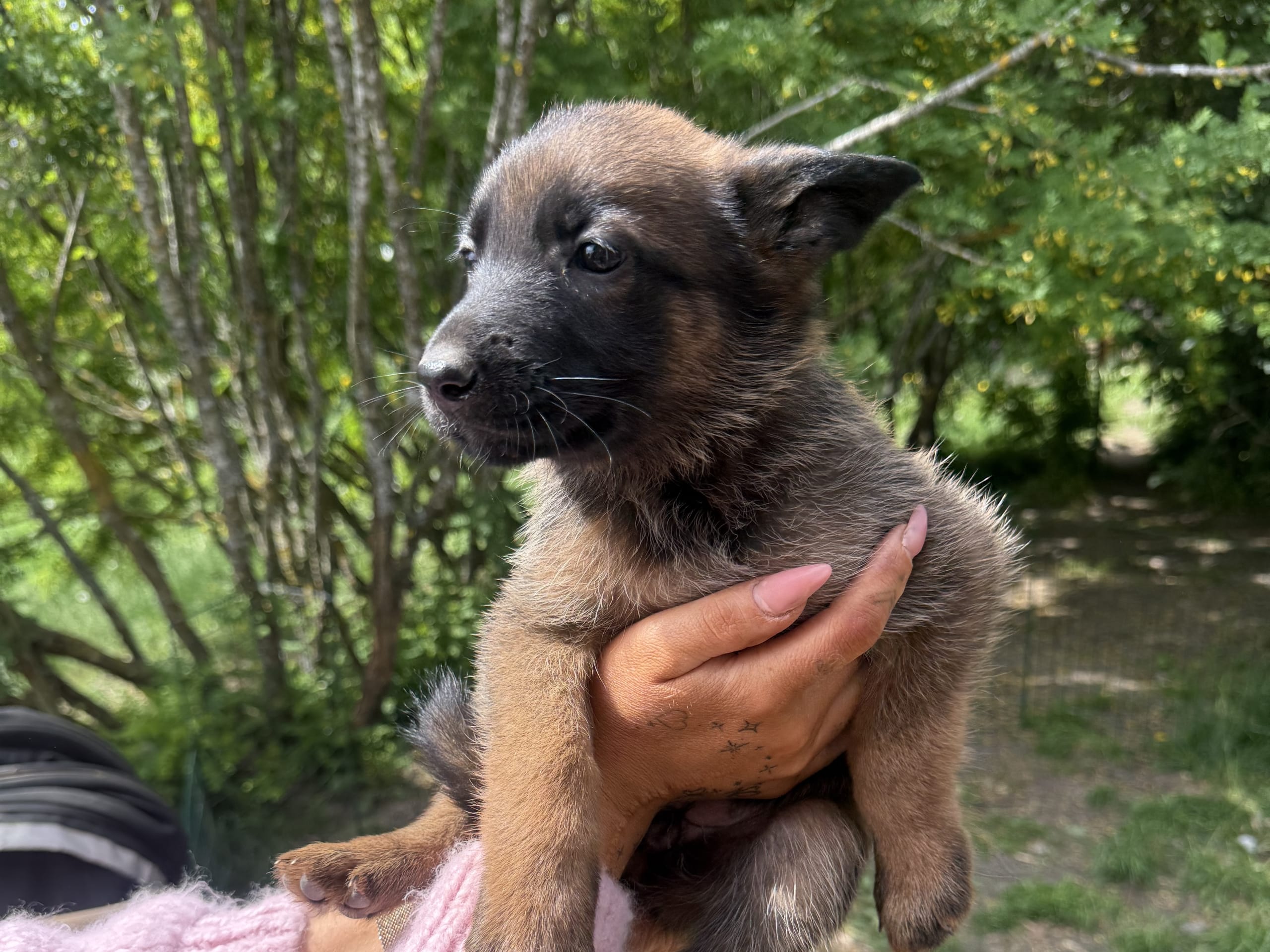 Belgisk hyrdehund – malinois · Adelsö · Elina T.