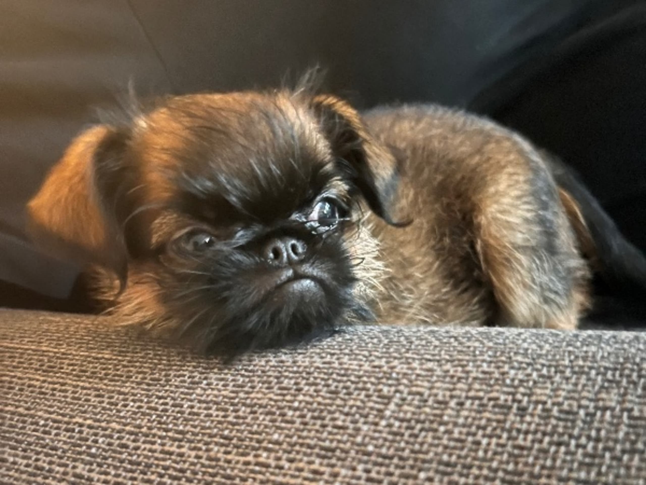 Brussels Griffon · Tyresö · Diddelinos