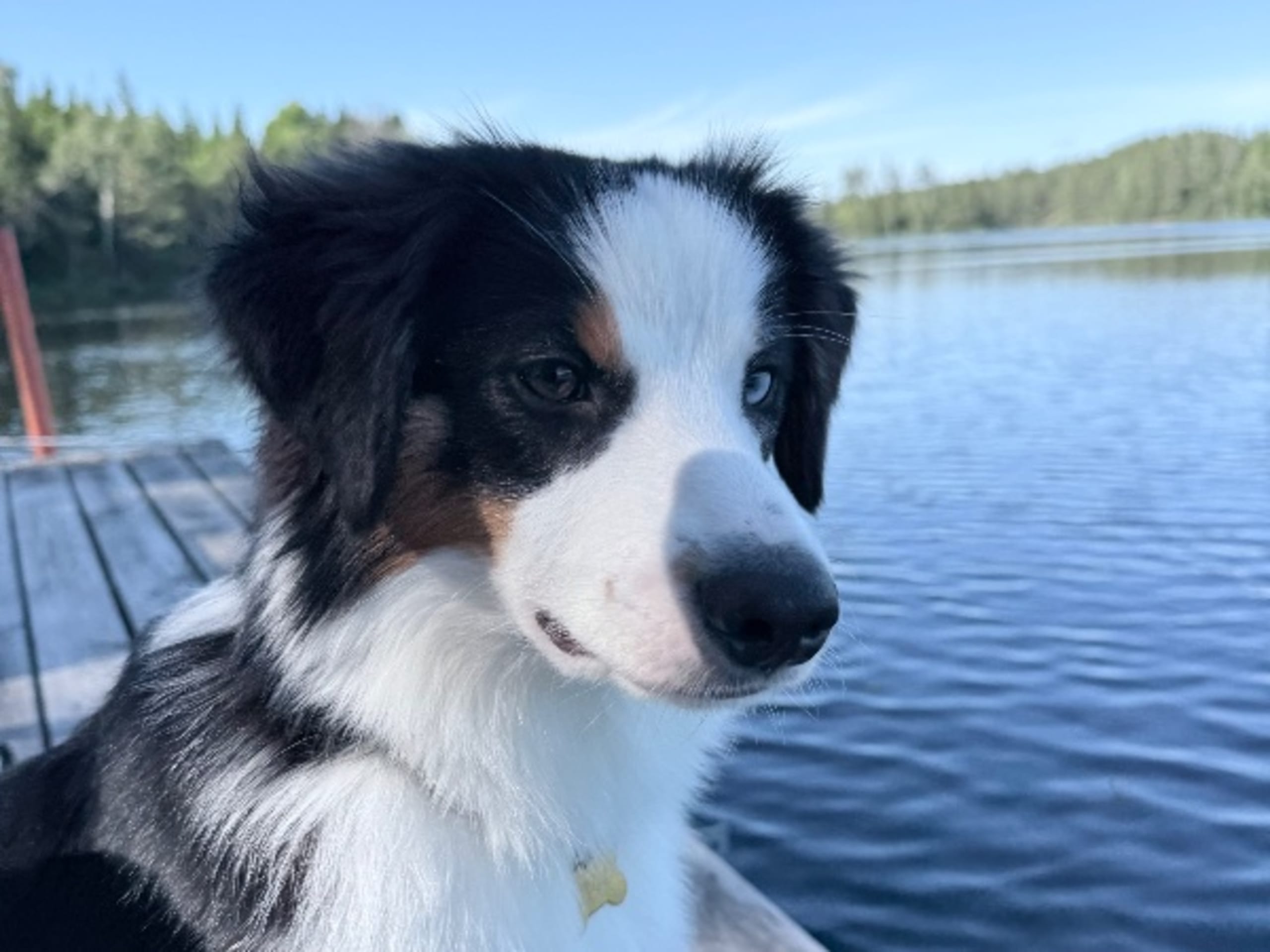 Miniature american shepherd · Finspång · Skäggtorpets