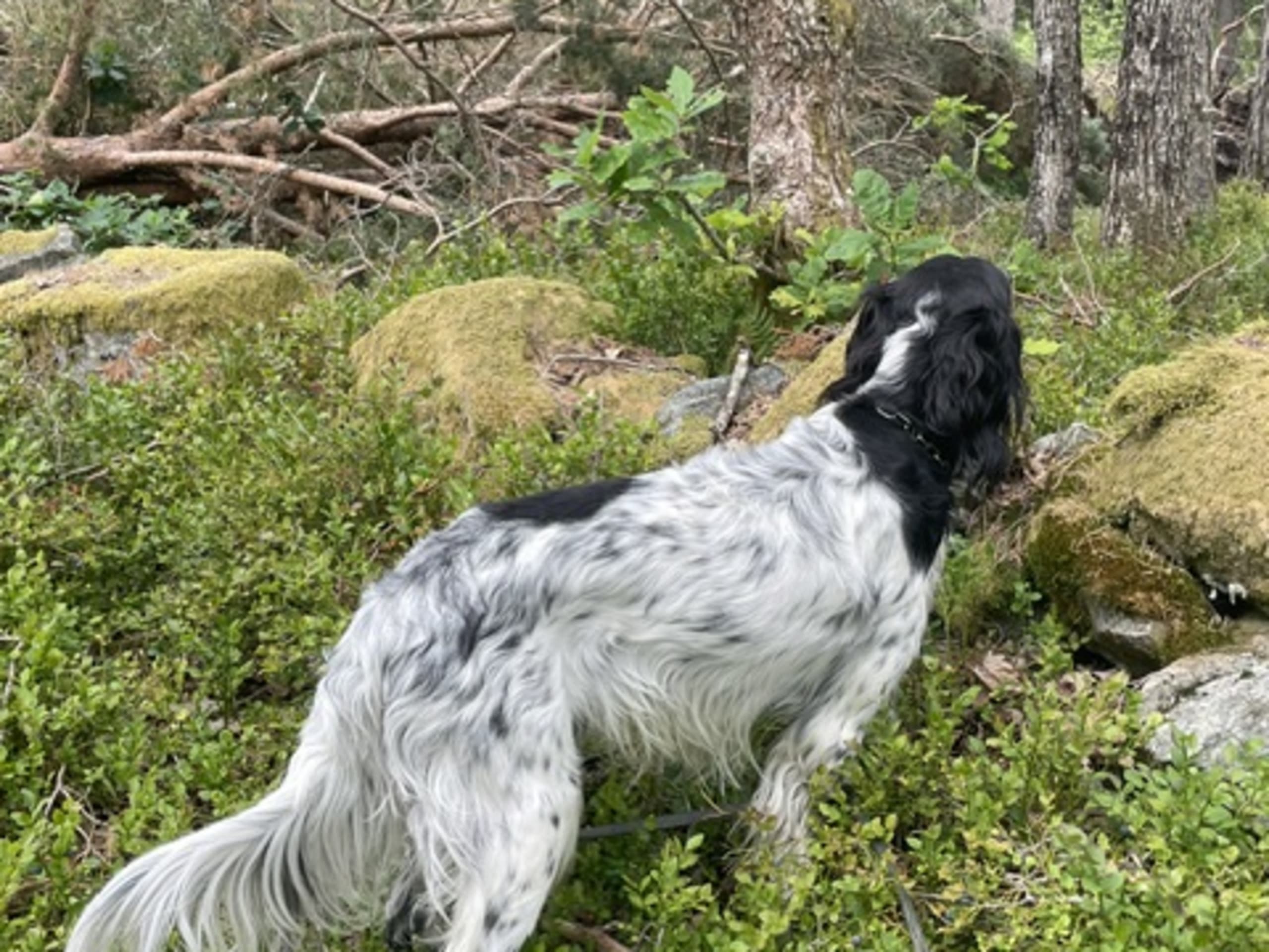 English Setter · Risør · Sverre T.