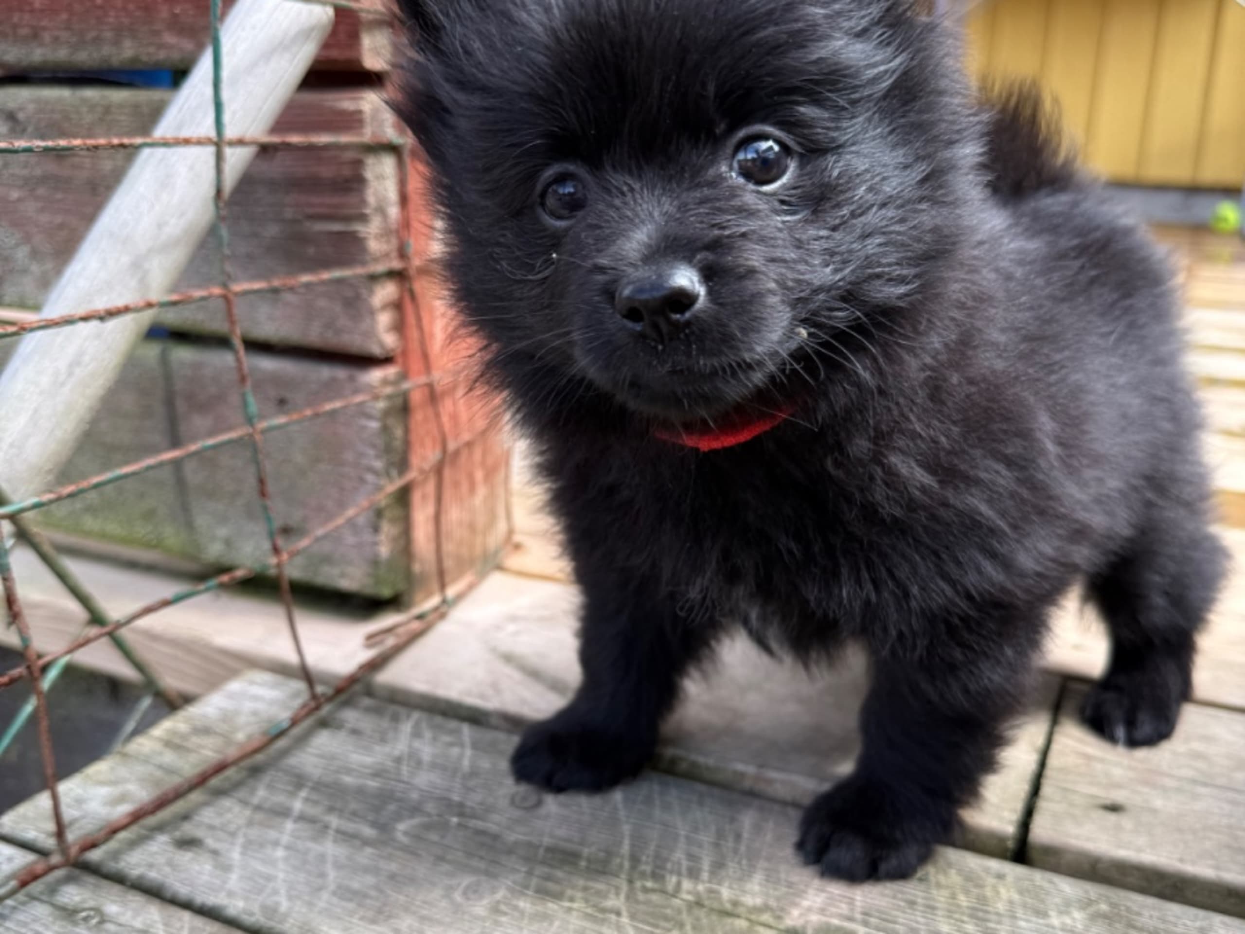 German Spitz – Mittelspitz · Klippan · Mittelstars