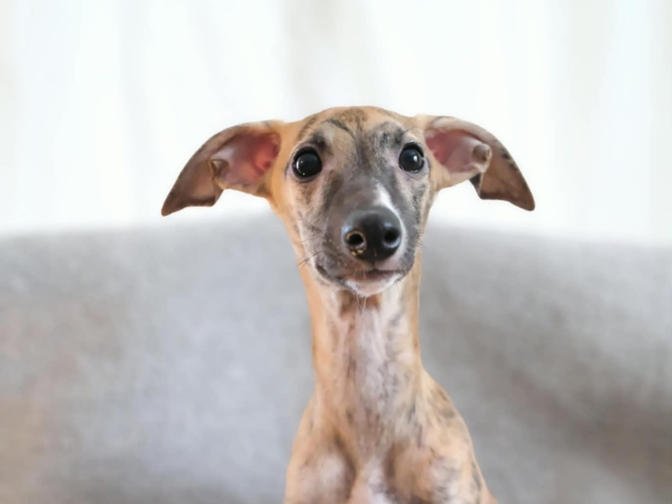 Whippet