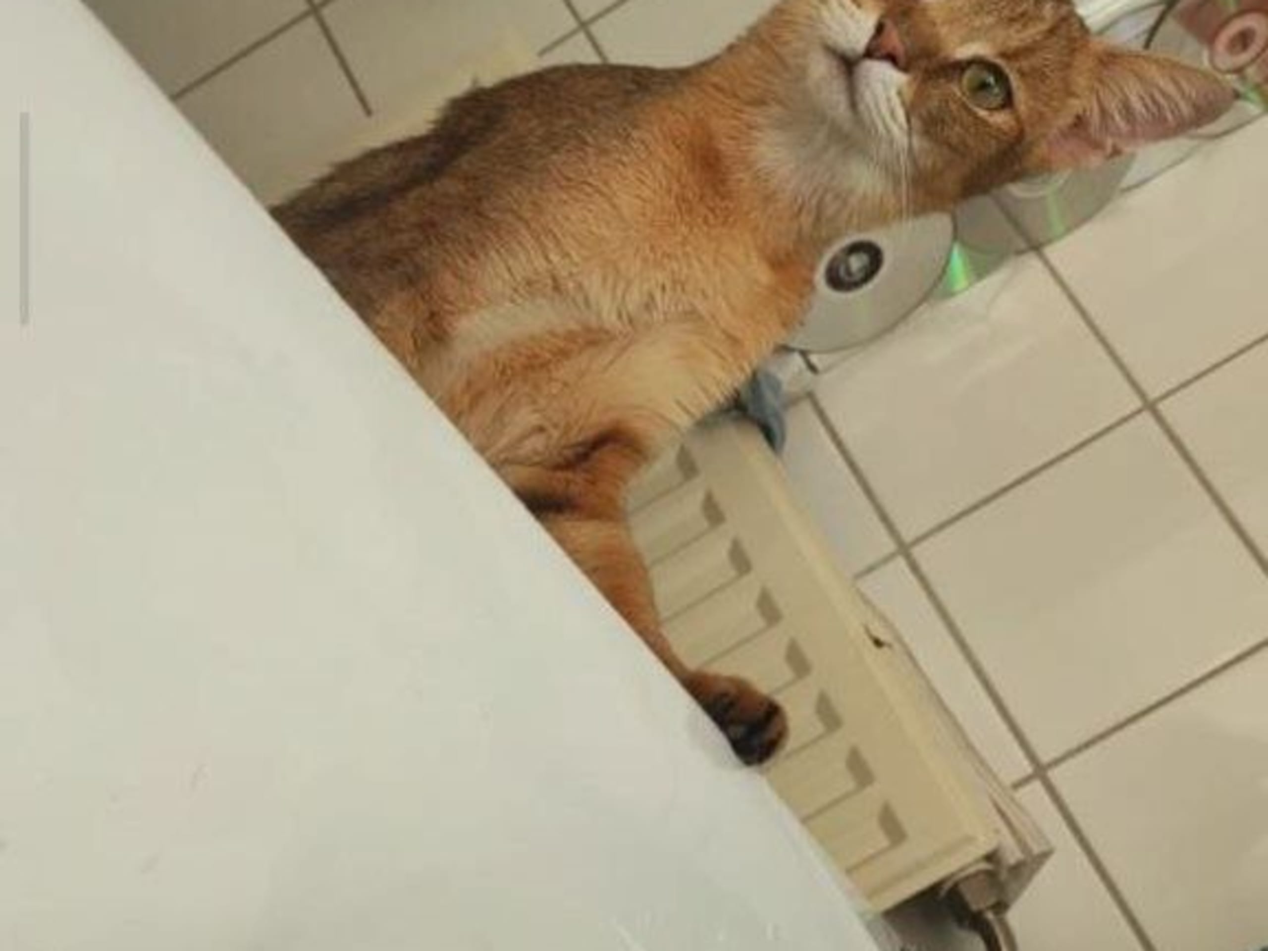 Exotic Shorthair · Hässelby · Divine Dragon