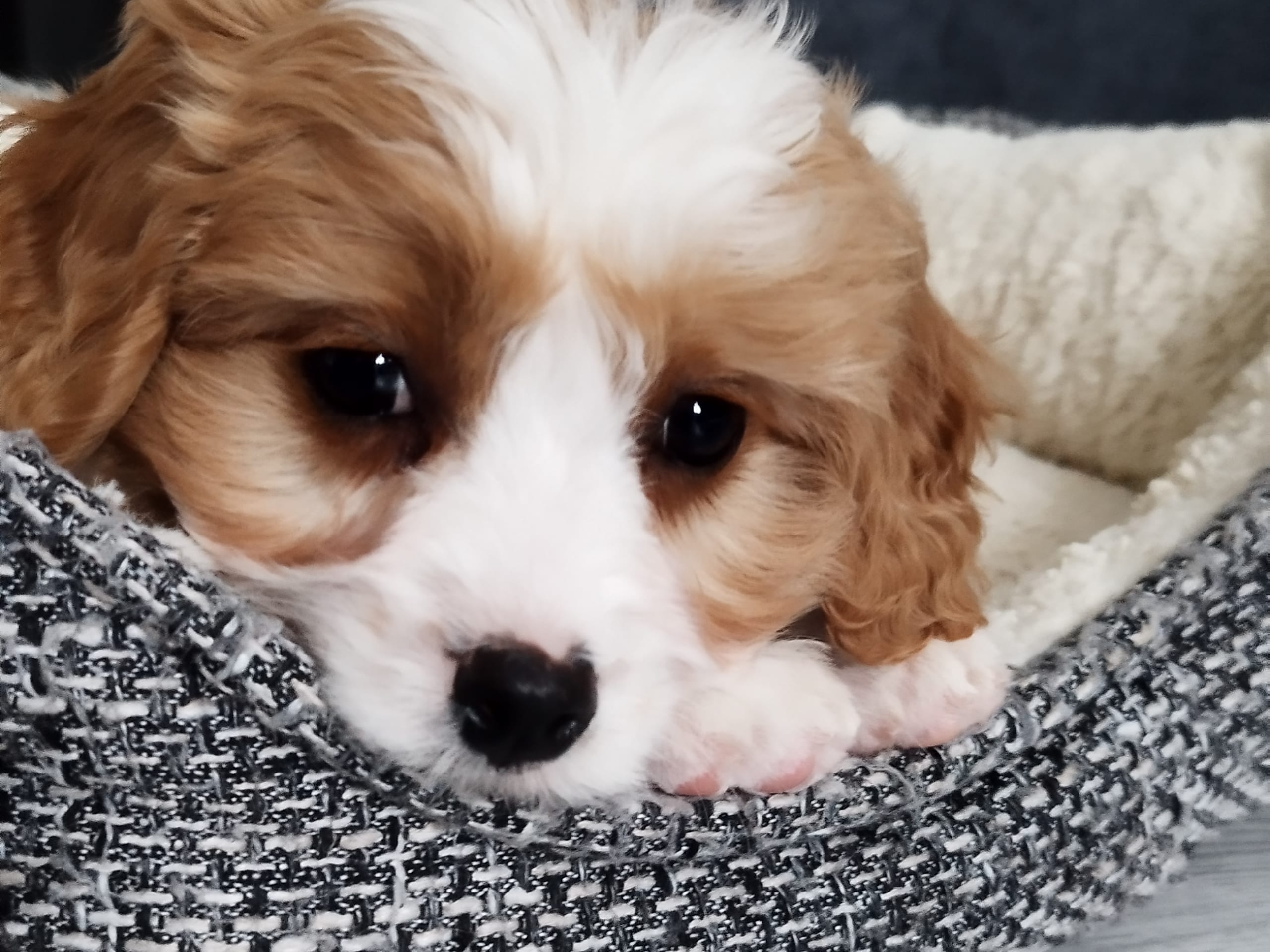 Hjortkvarns Cavapoo
