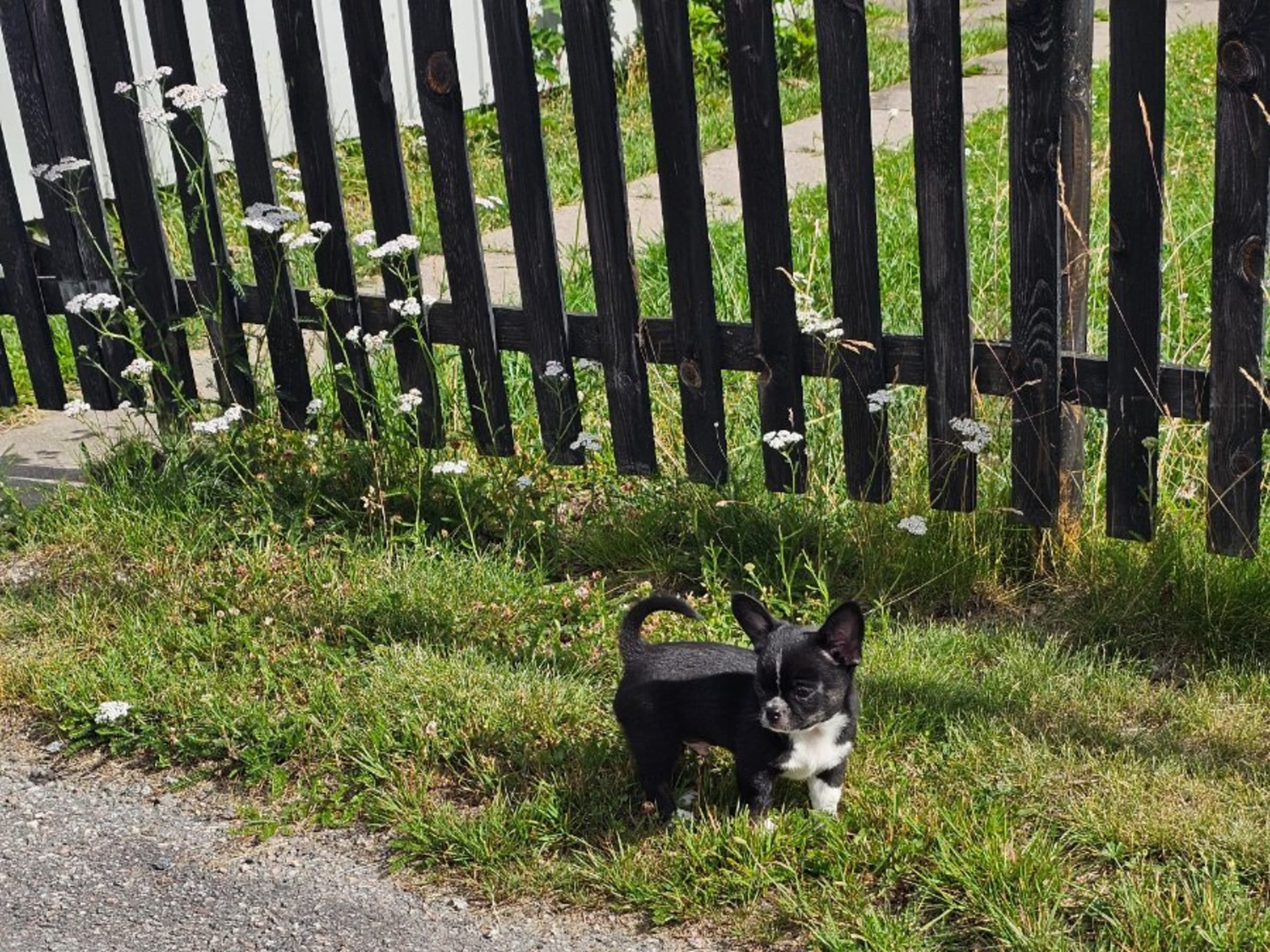 Chihuahua · Tärnsjö · Grankullaviks