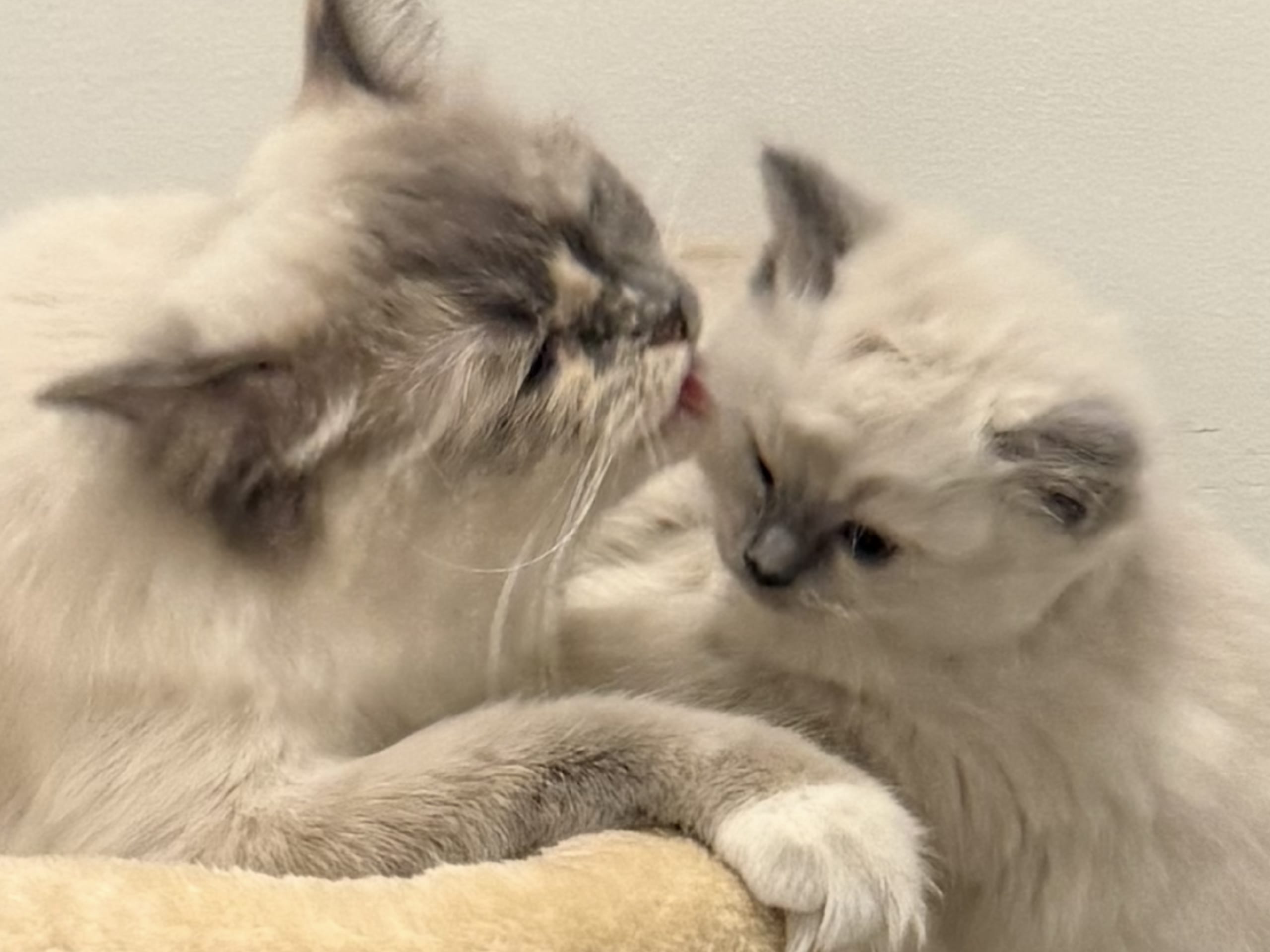 Ragdoll · Vallentuna · Anderwels