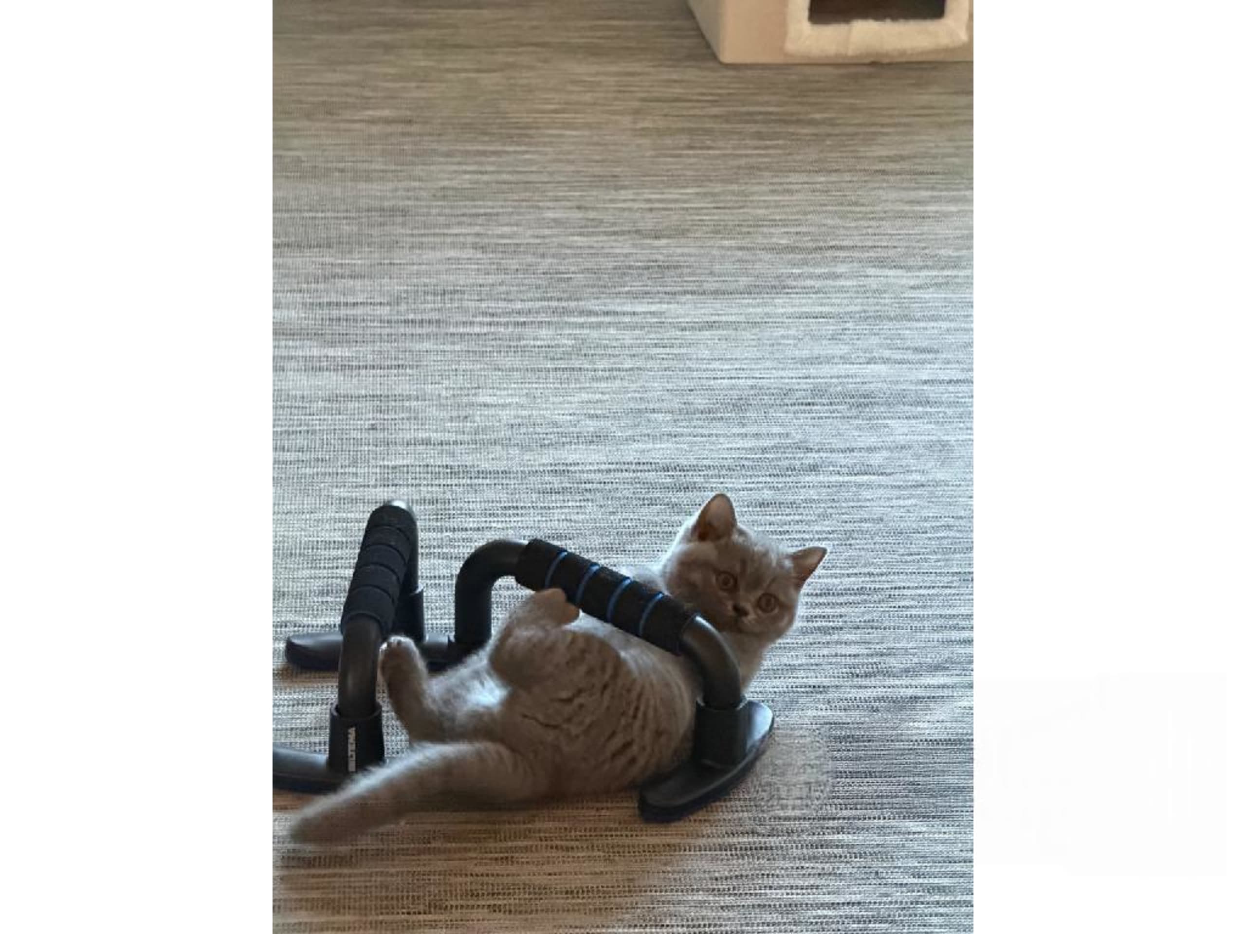 SE*Catbromillas