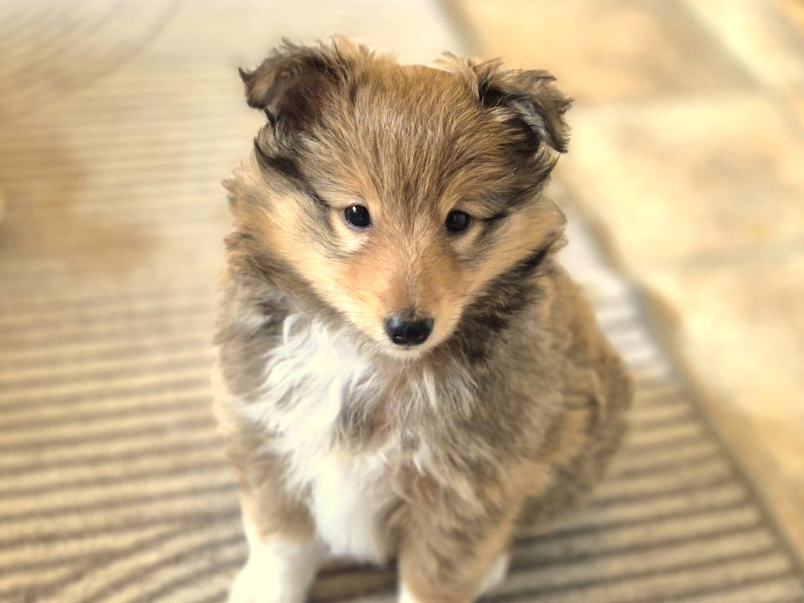 Shetland Sheepdog · Brunflo · Milward