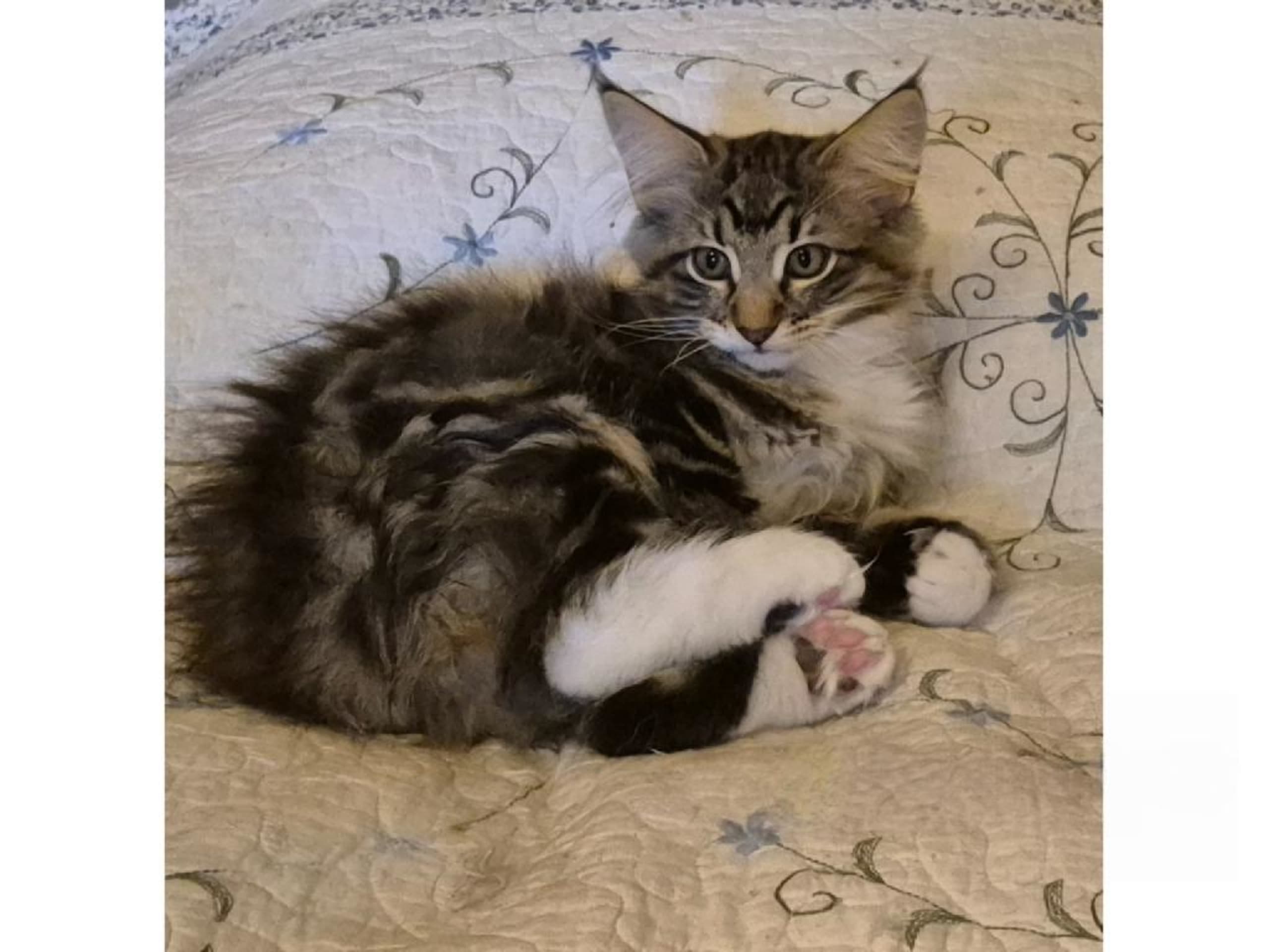 Norsk skovkat · Huddungeby · S*Mustela's