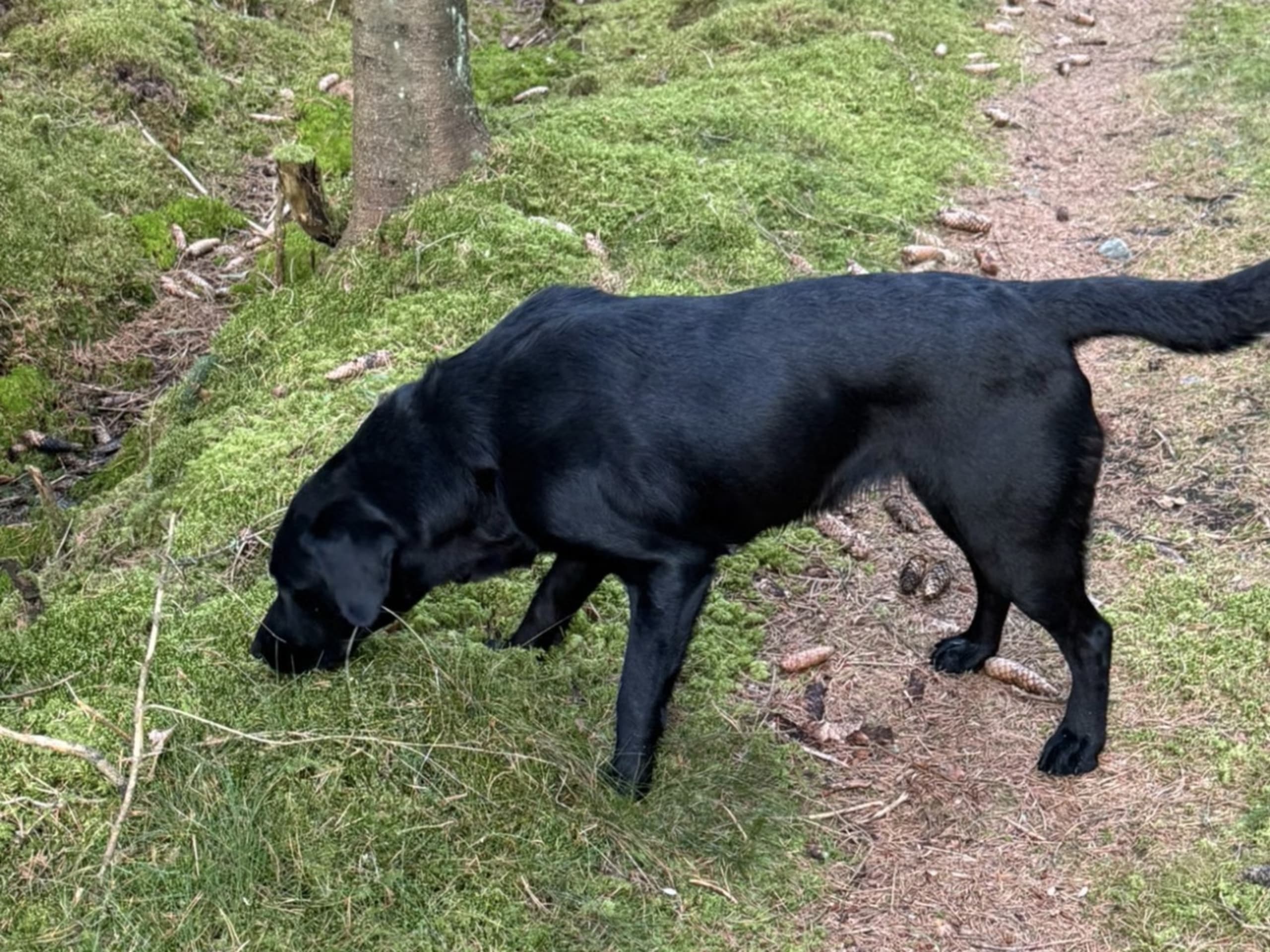 Labrador retriever · Rakkestad · Nina F.