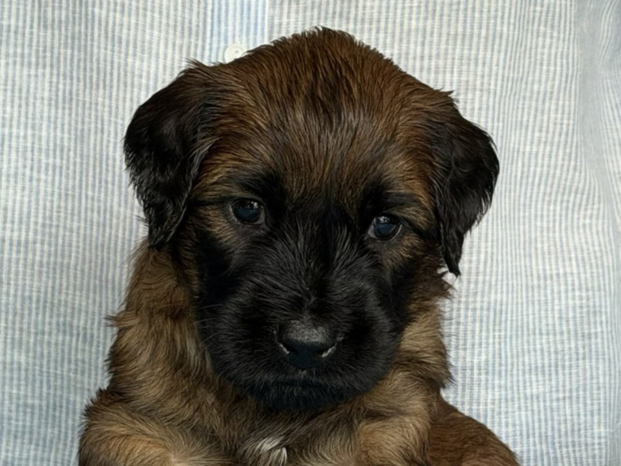 Briard · Ronneby · Rave On