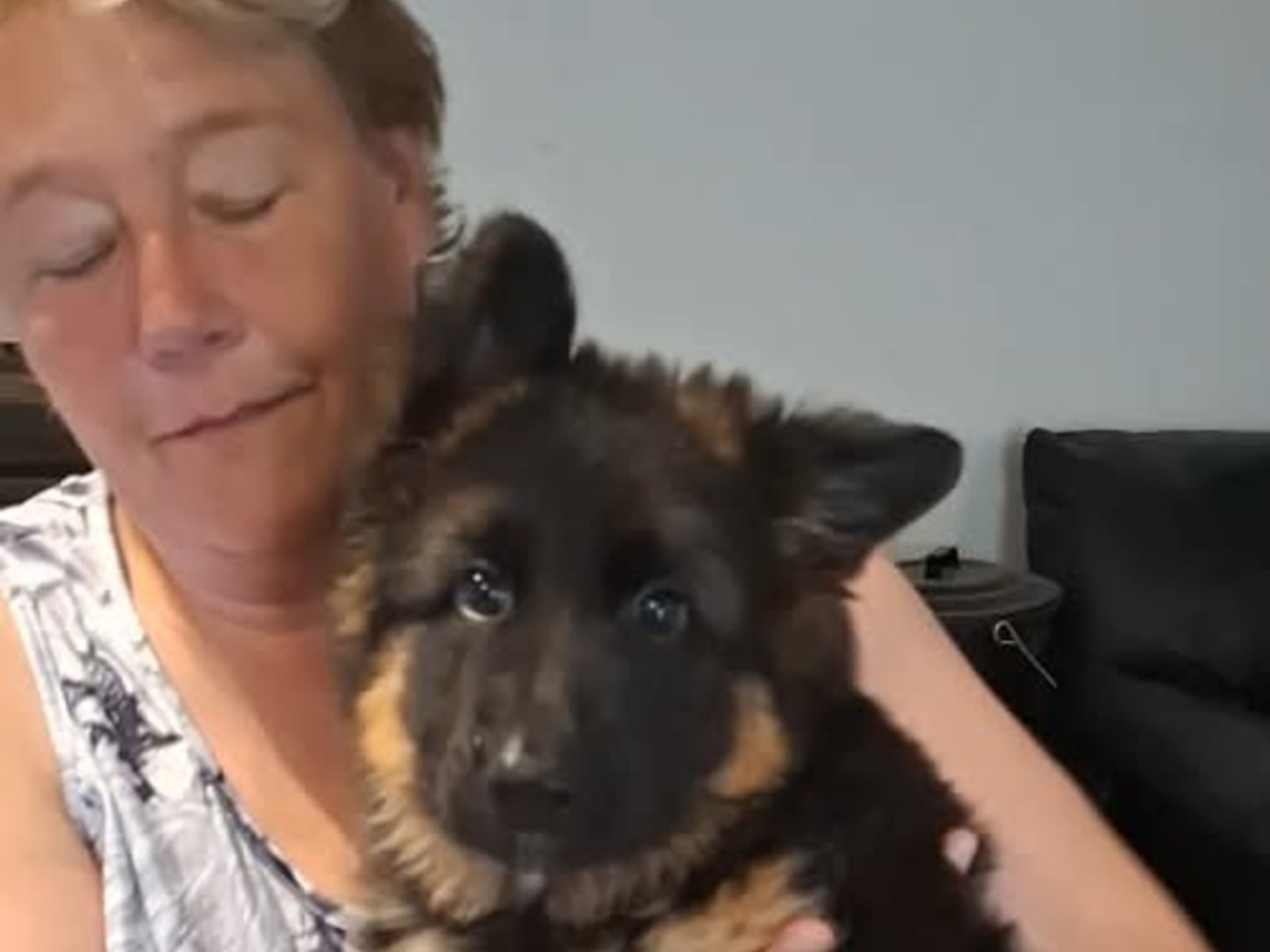 Schæferhund