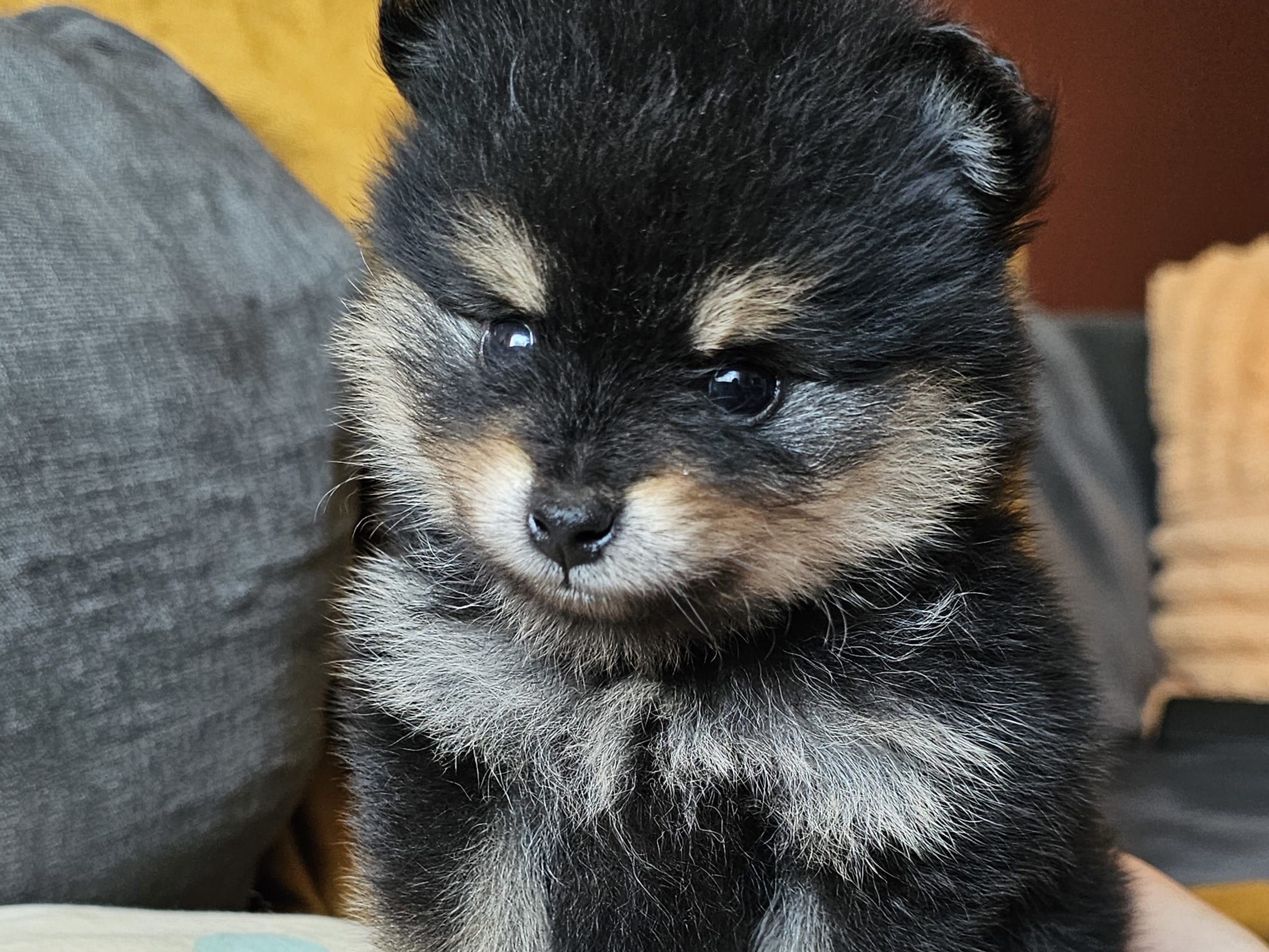 Pomeranian · Enköping · Pomsik Rakaaig