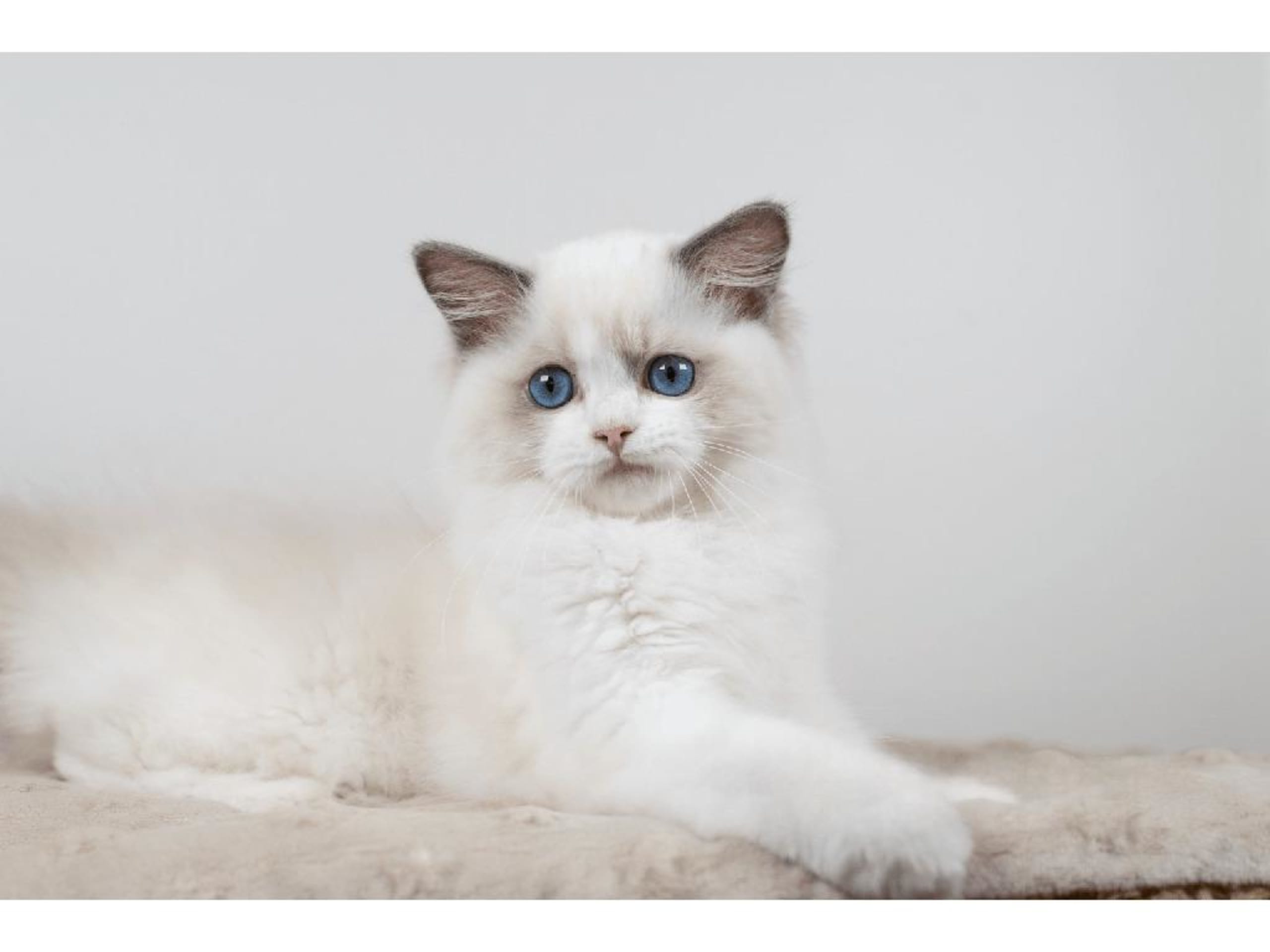 Ragdoll · Färjestaden · SE*Lil'Magics