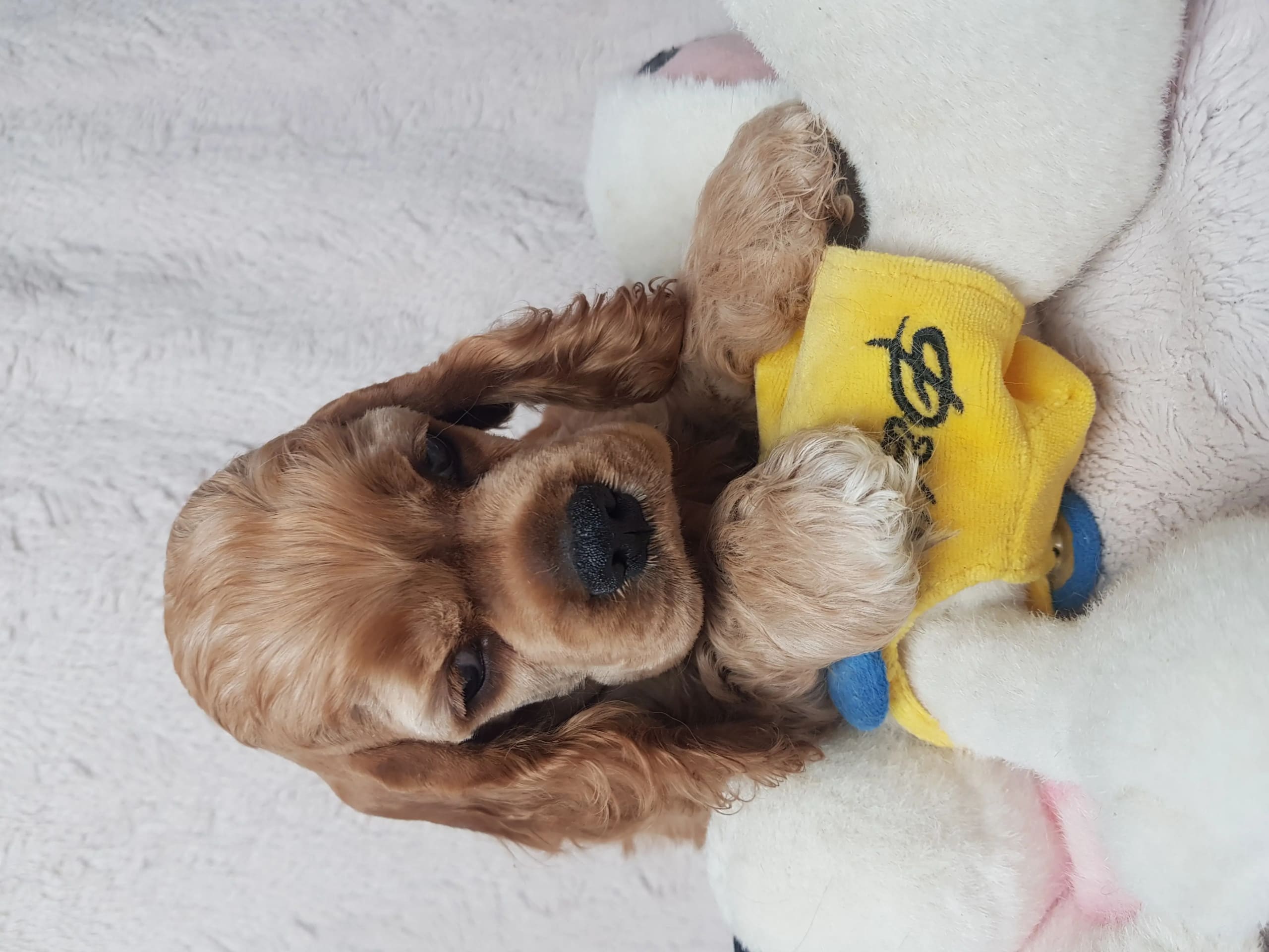 Amerikansk cocker spaniel · Biristrand · Colorcatcher