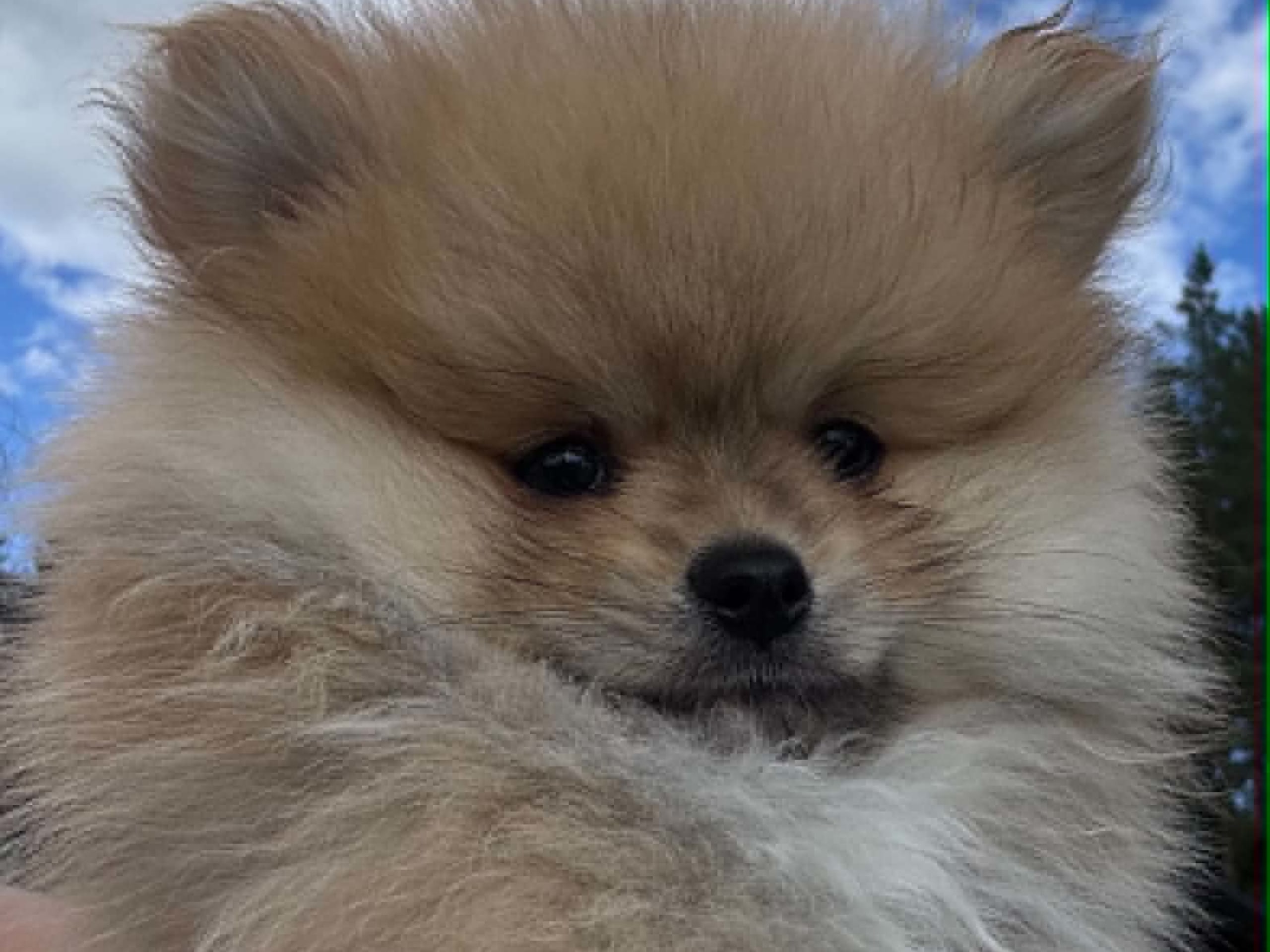 Pomchi · Romedal · PomchiPaws
