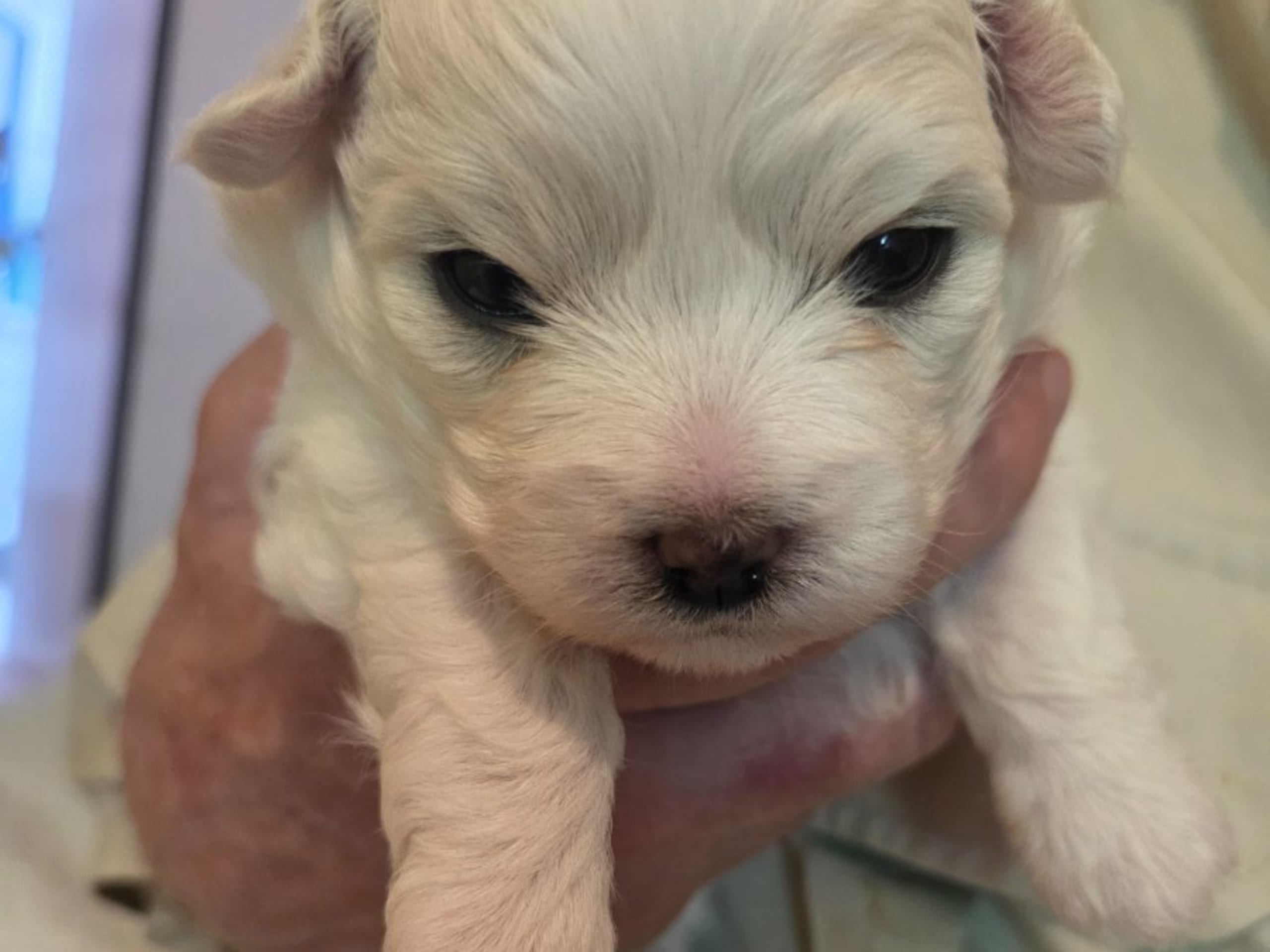 Coton de tulear · Lammhult · Cottelyckans