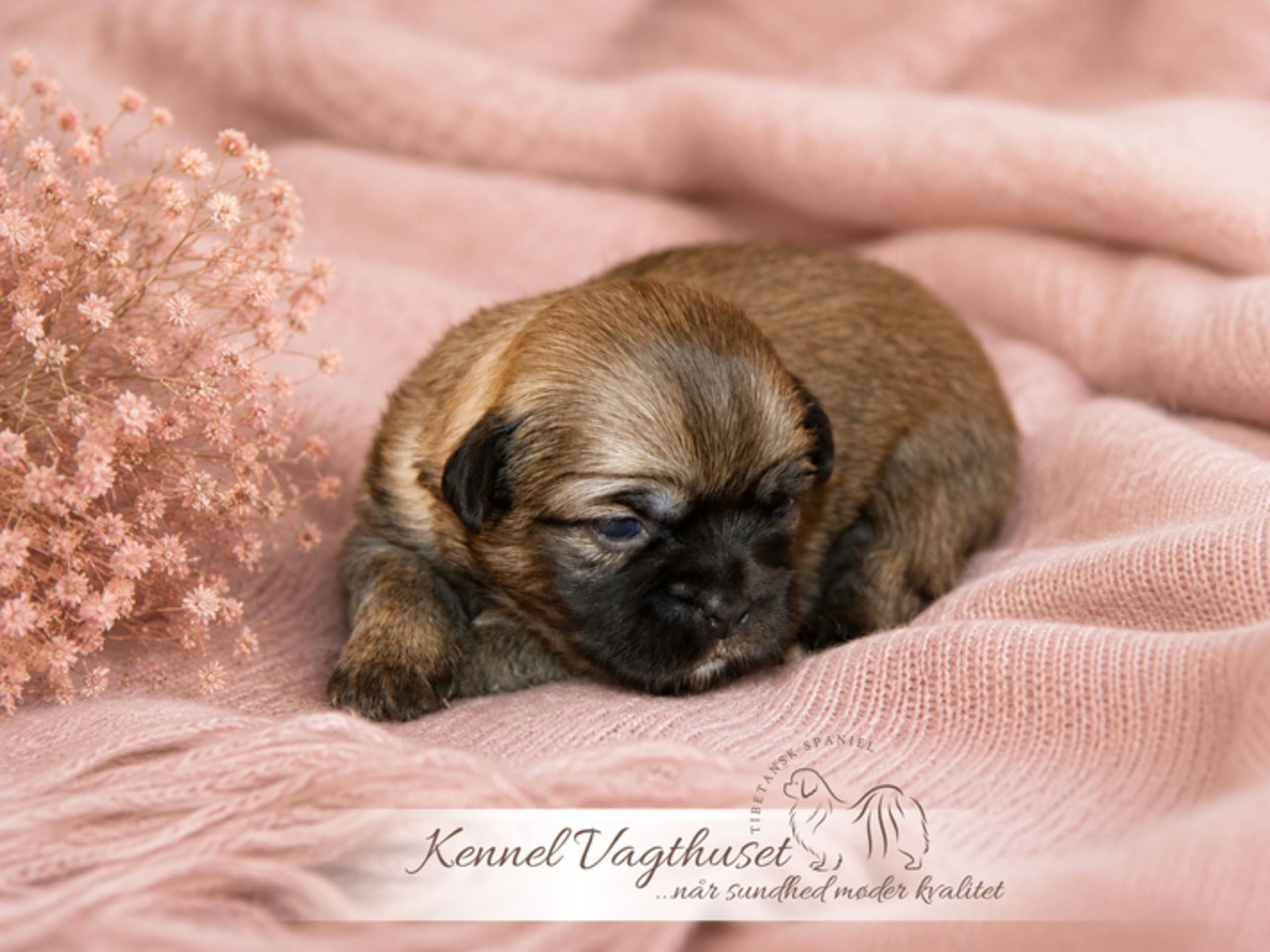 Tibetansk spaniel · Nyborg · Vagthuset's