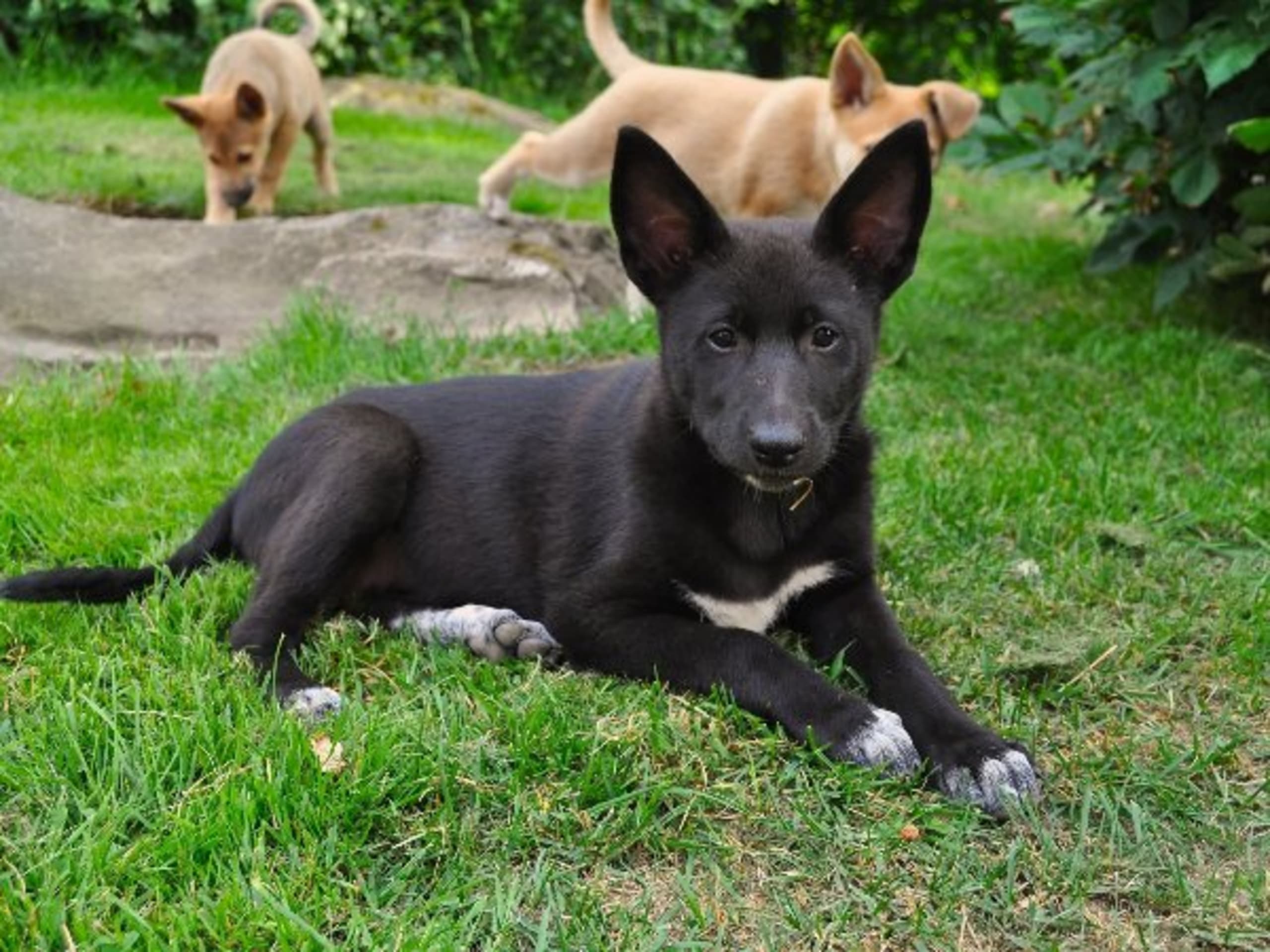 Kanaanhund · Alvesta · Chanco´s