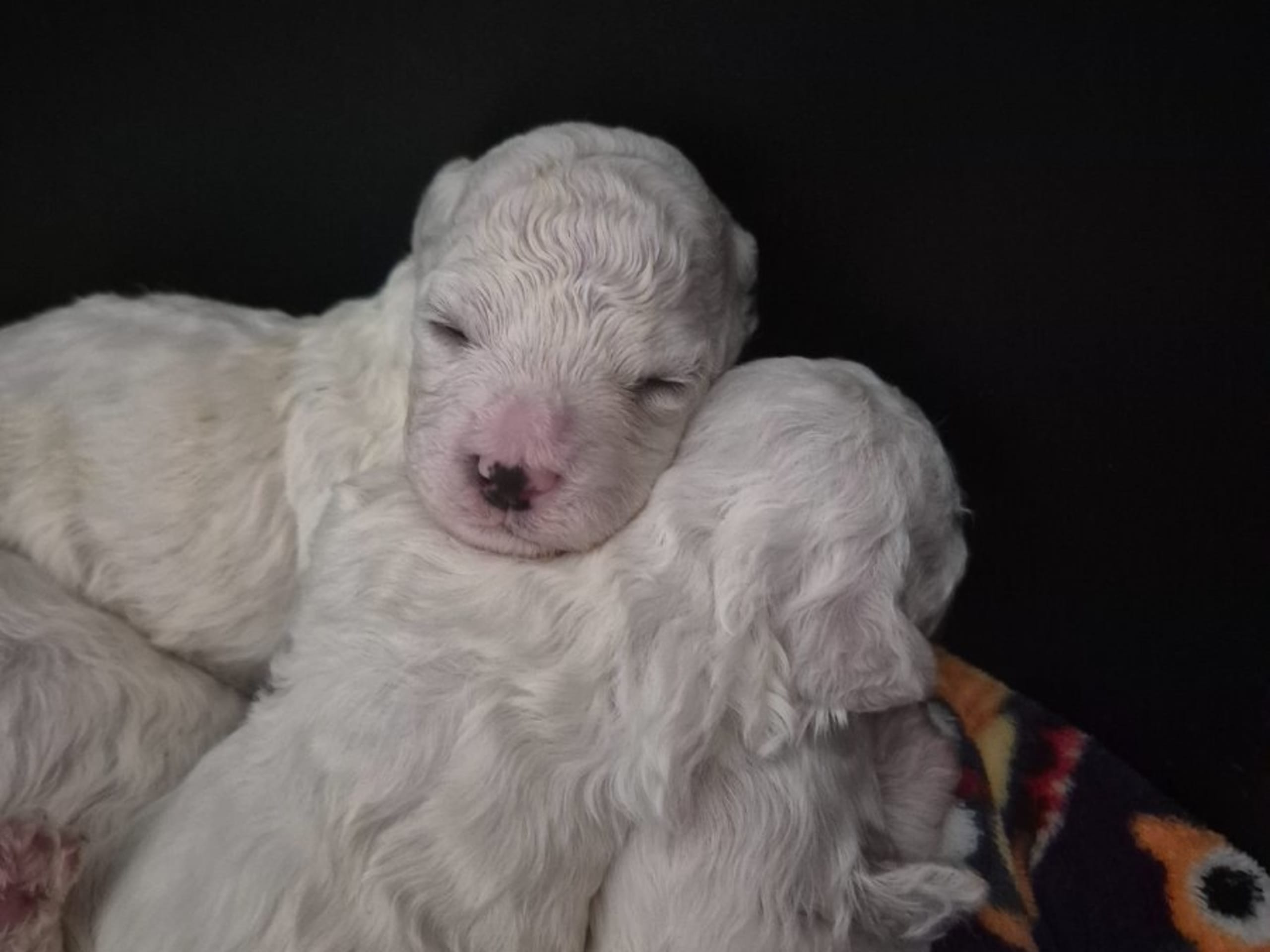 Bichon Frise · Malmö · White vision's kennel