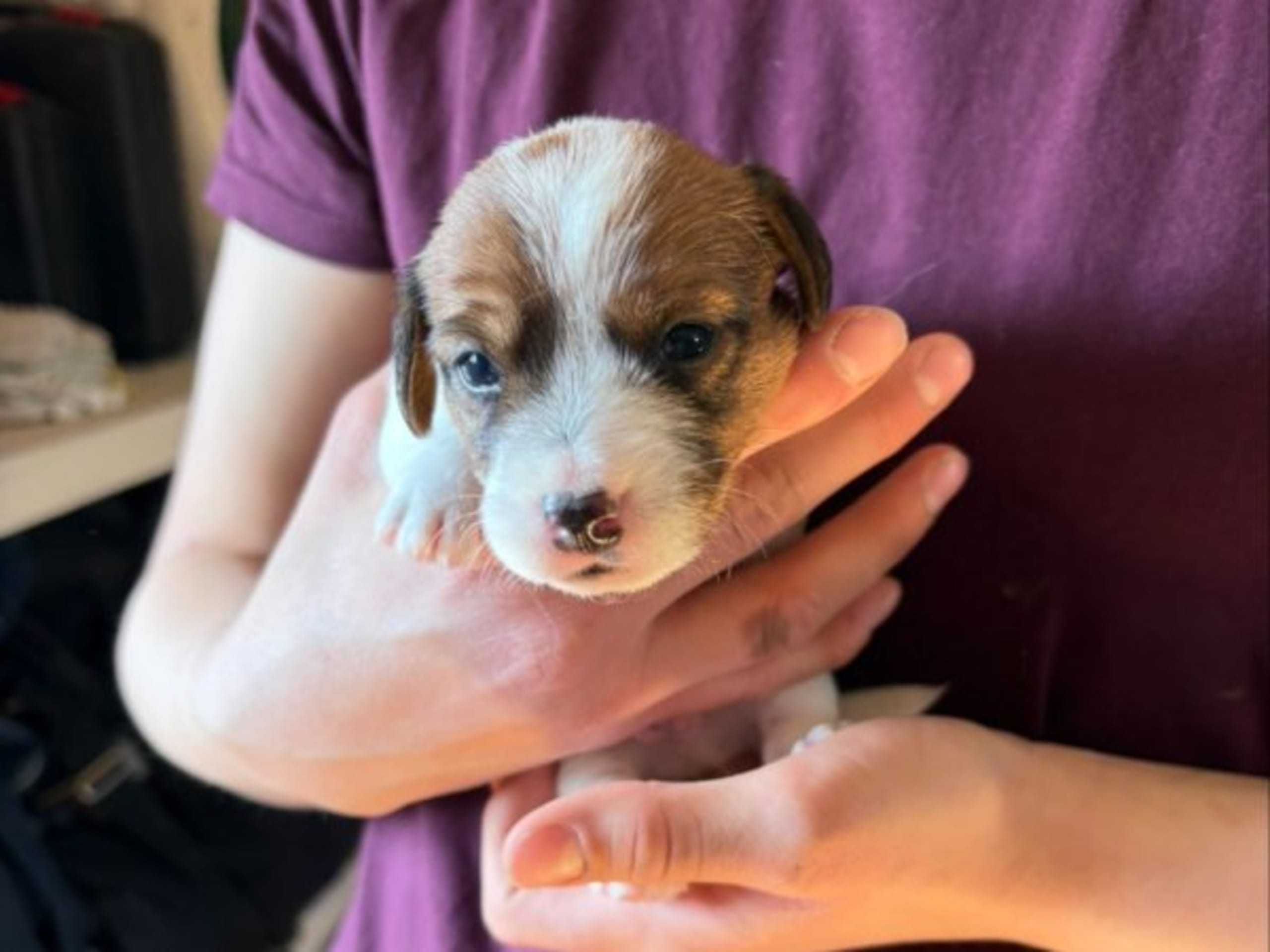 Jack russell terrier