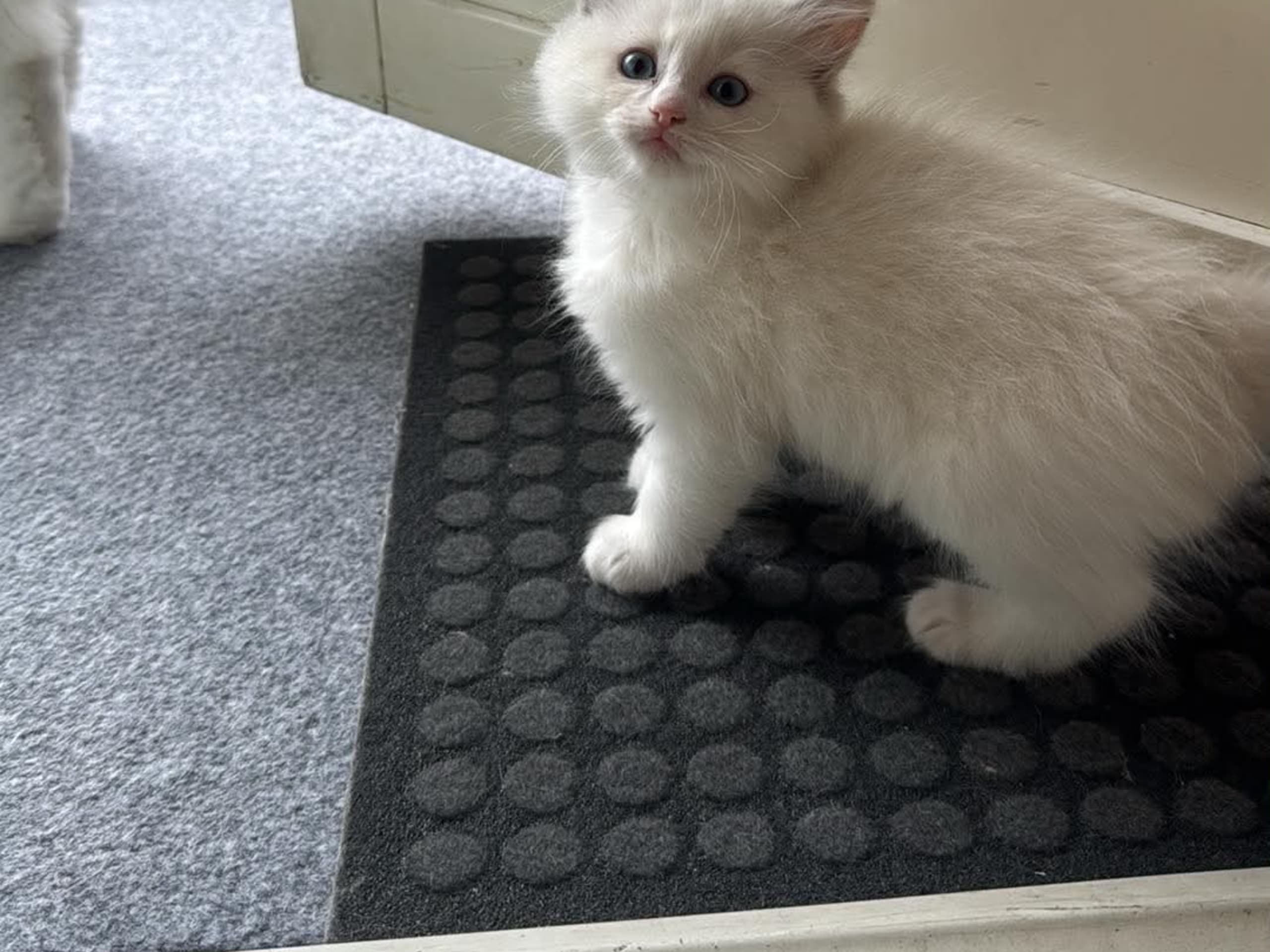 Ragdoll · Norrköping · Benjamin I.