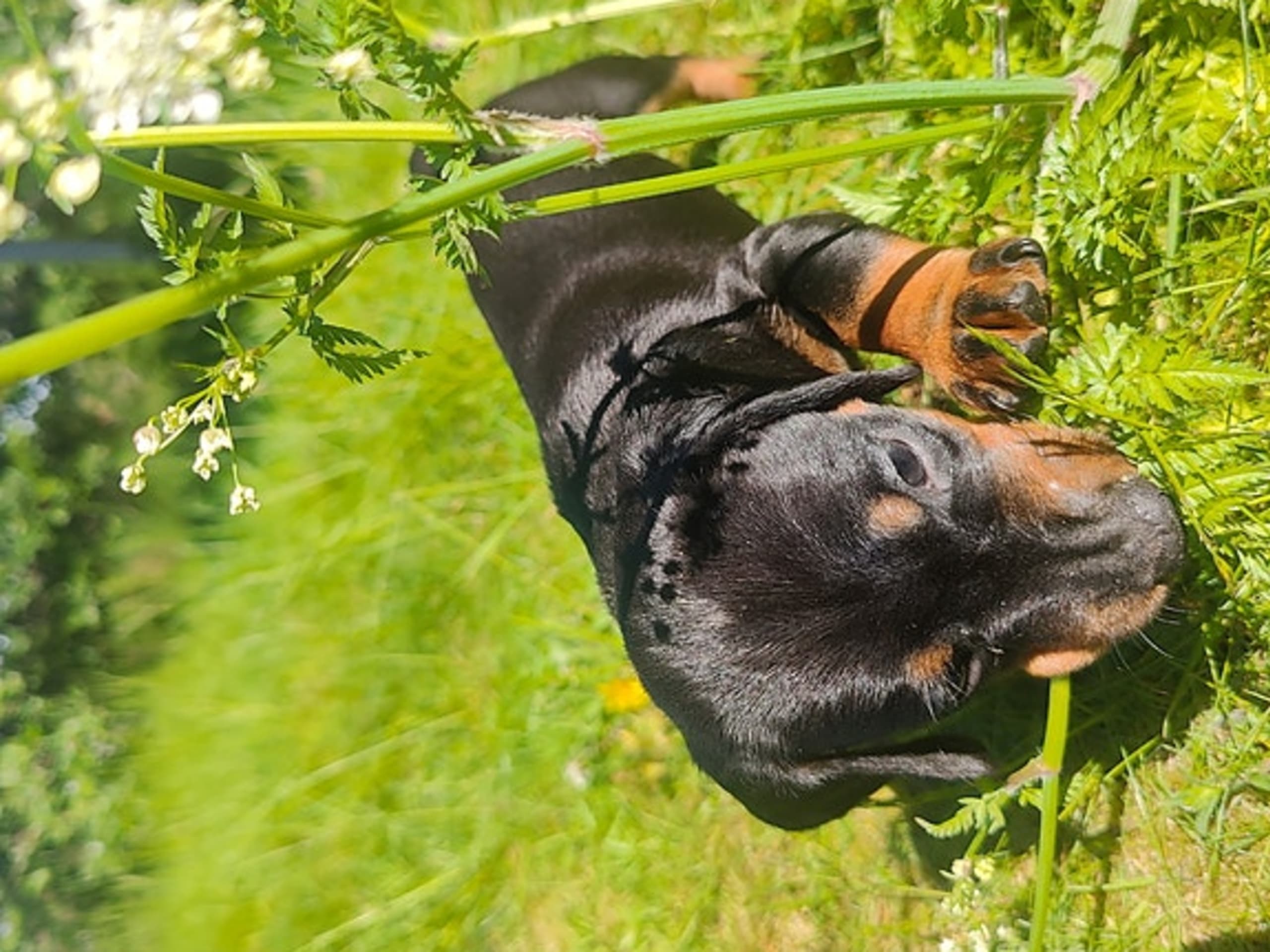 Dachshund · Helle · Rune Rasmussen