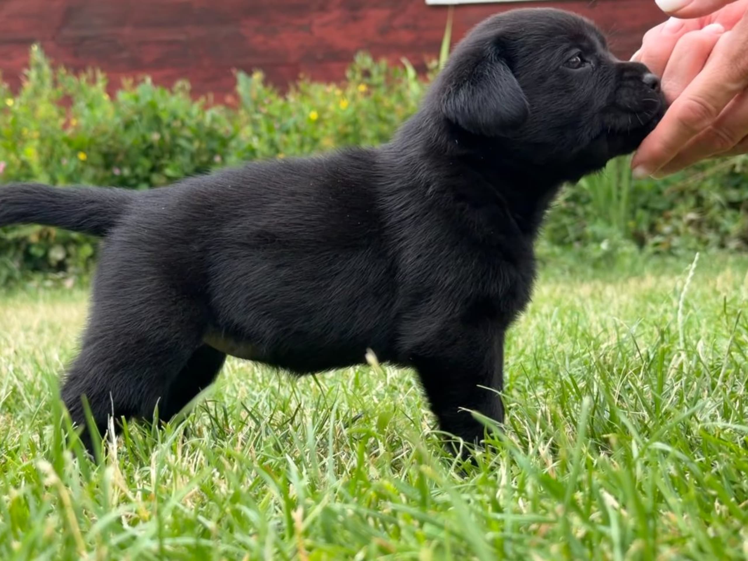 Labrador retriever