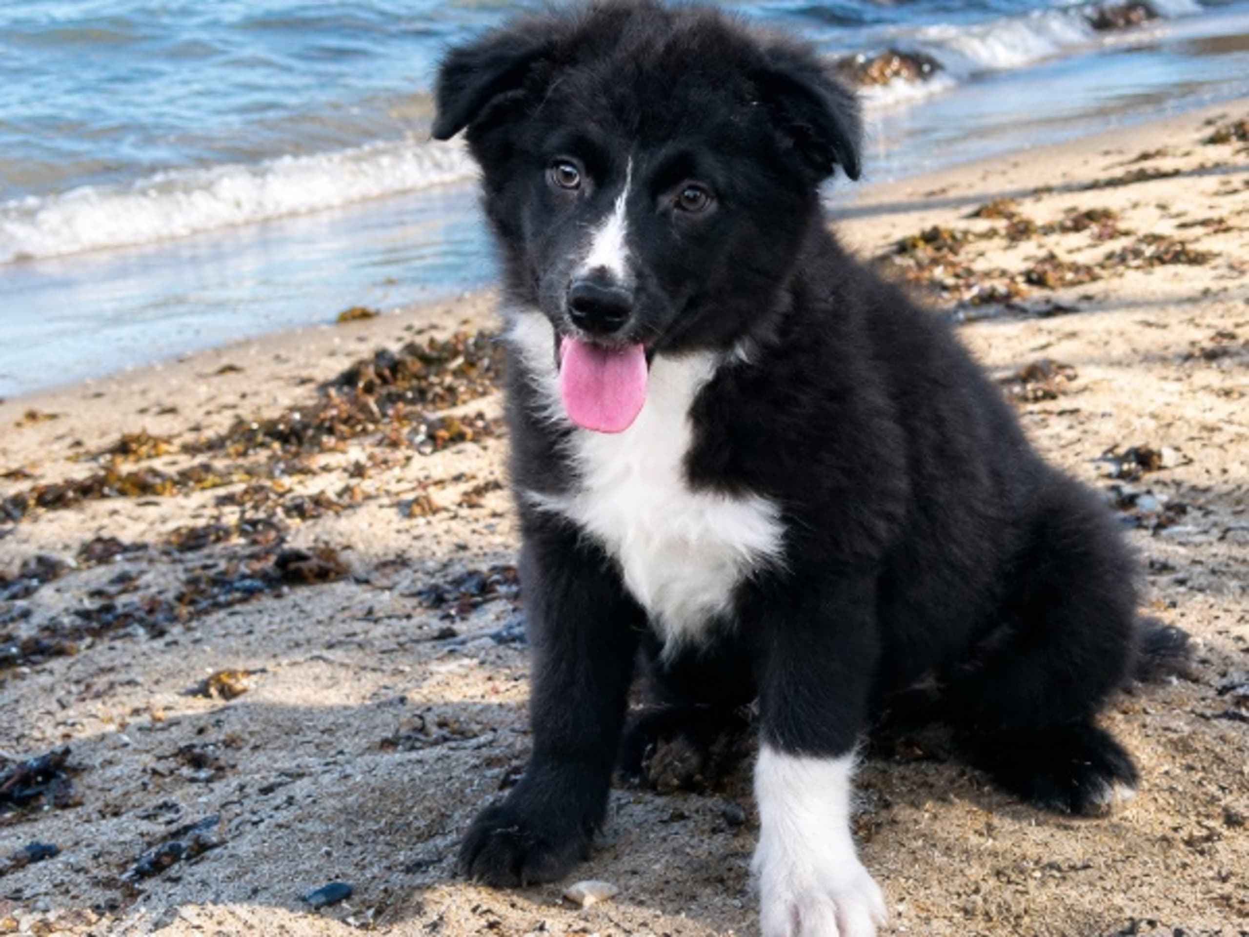 Miniature american shepherd · Spekeröd · Red Cherry's