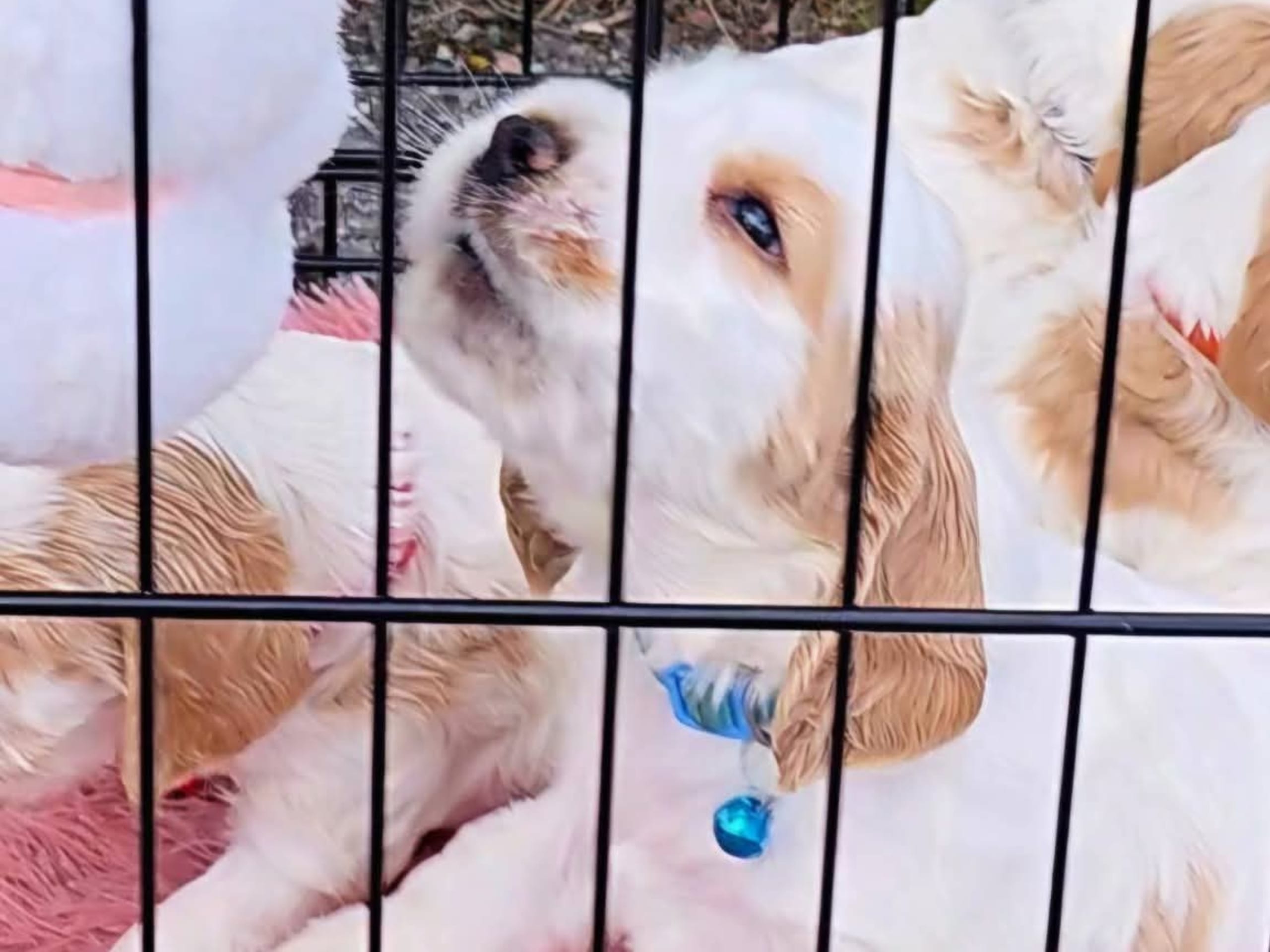 Cocker spaniel · Södertälje · Savanah B.