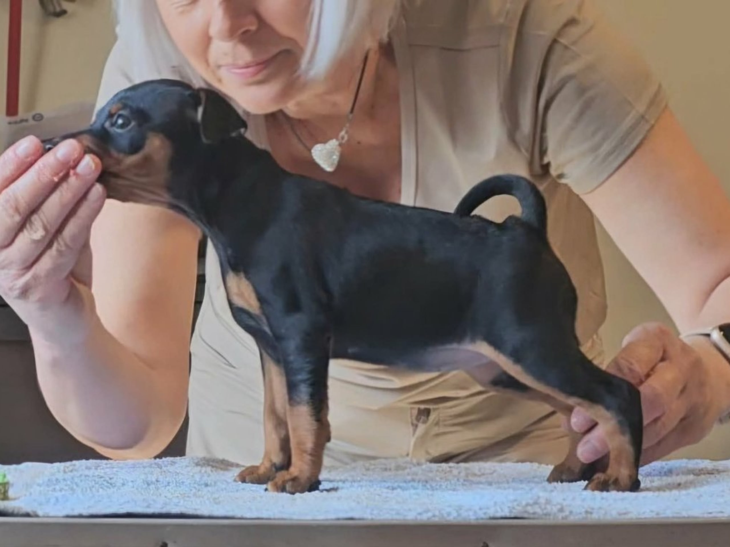 Miniature Pinscher · Linköping · Love Cox's