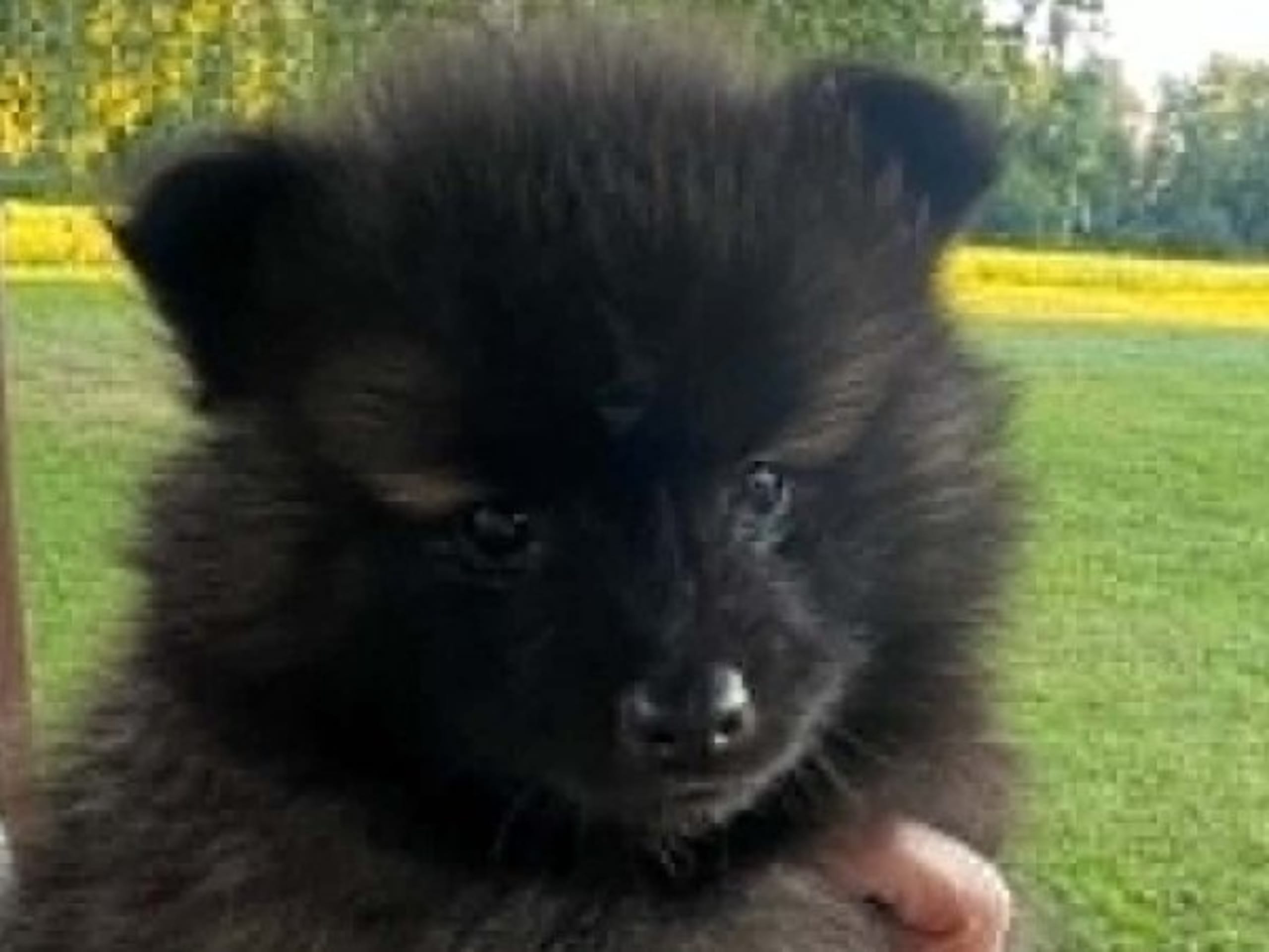 German Spitz – Mittelspitz · Harlösa · Team Draco's