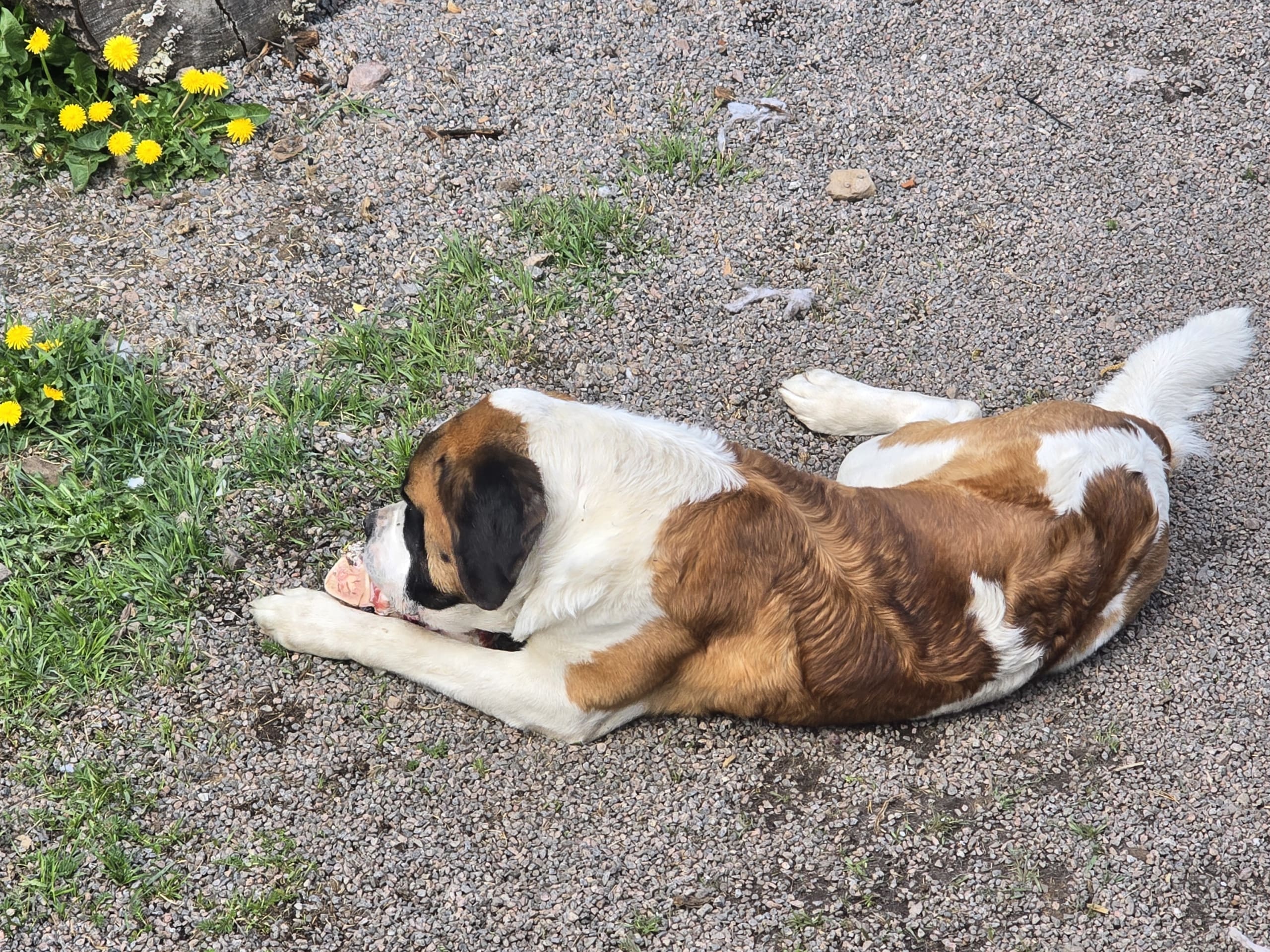 Sanktbernhardshund