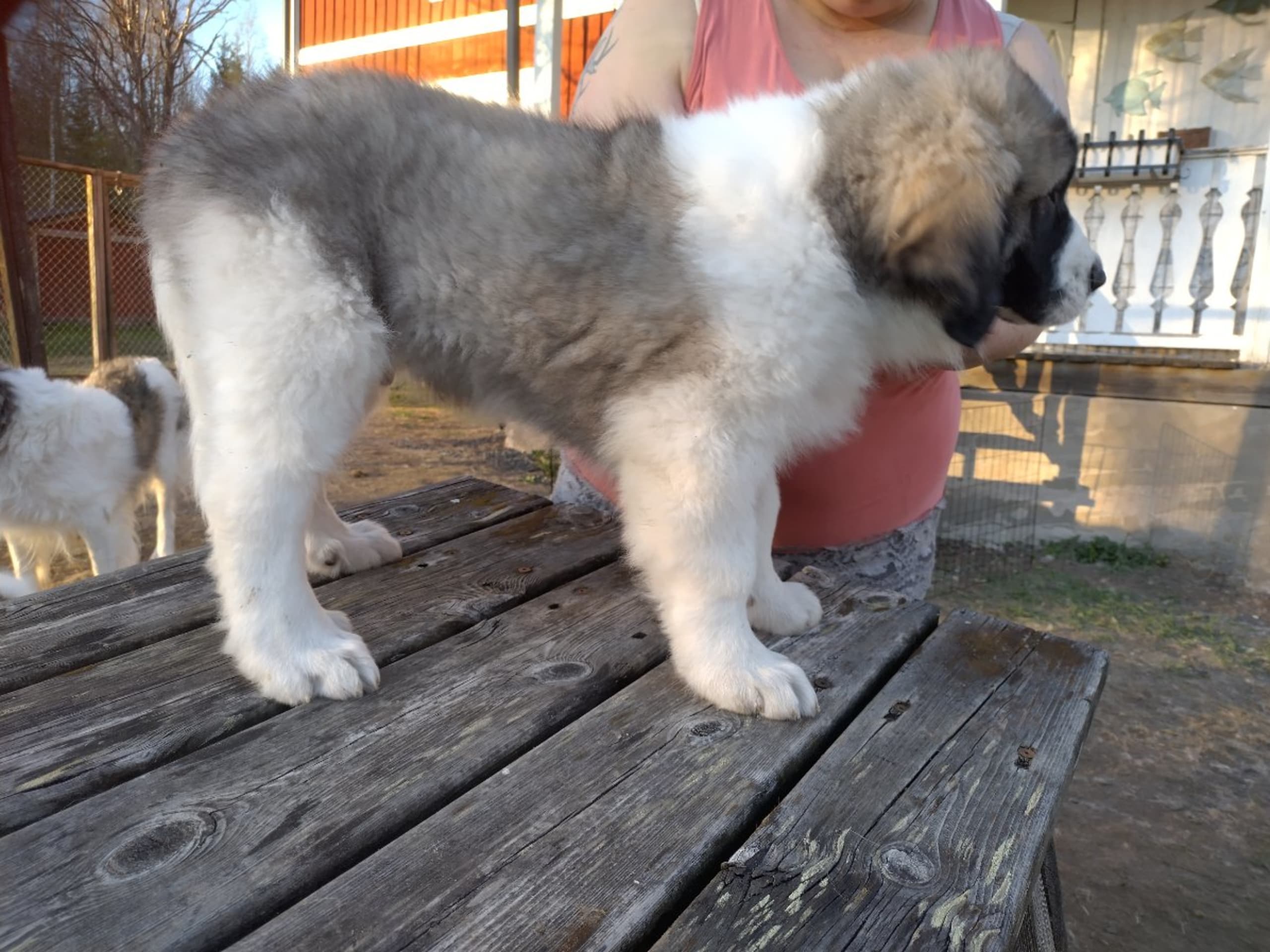 Pyrenean Mastiff · Grängesberg · Dulanilo's