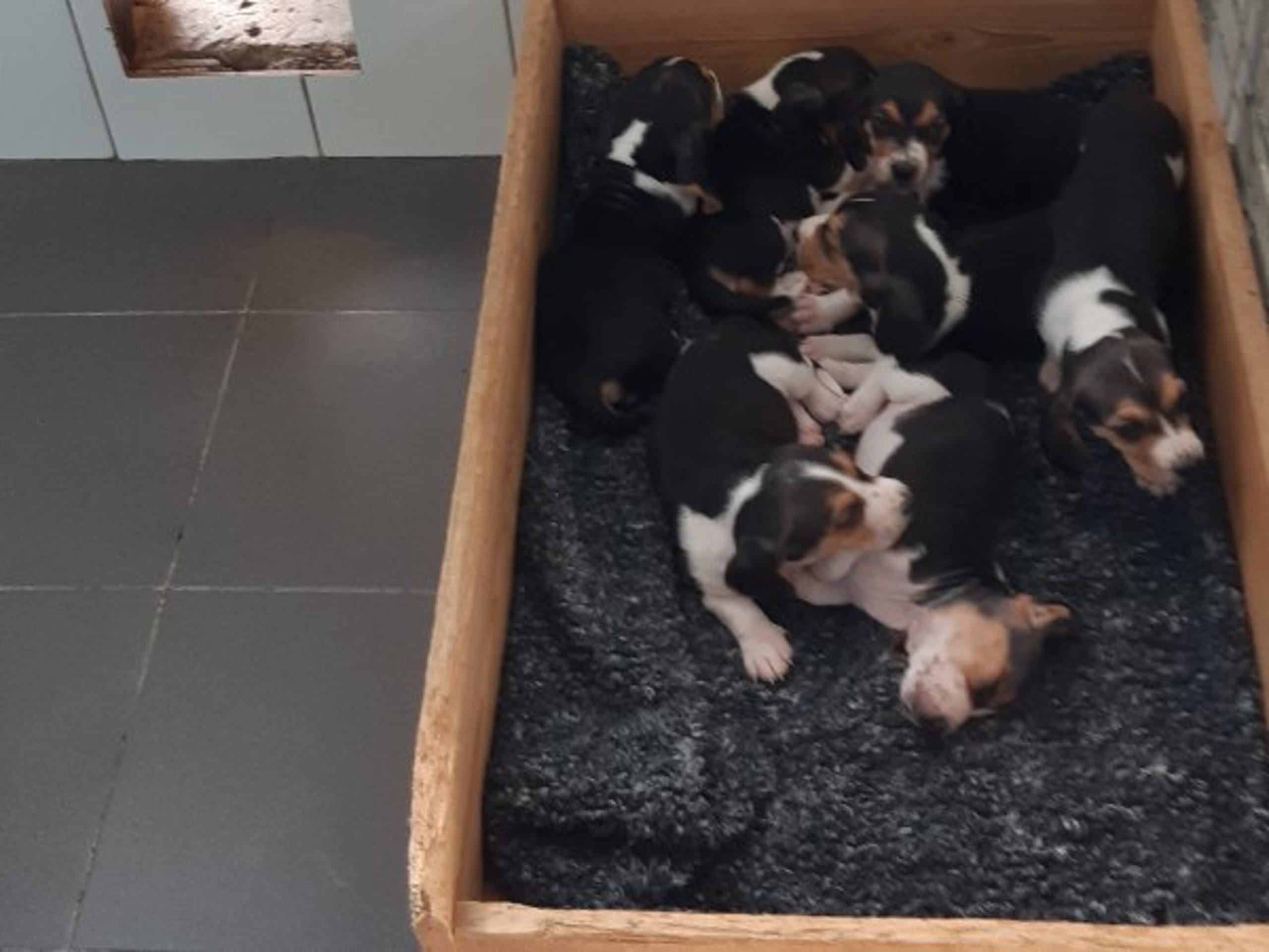 Basset artésien normand · Kungsbacka · Star Ban