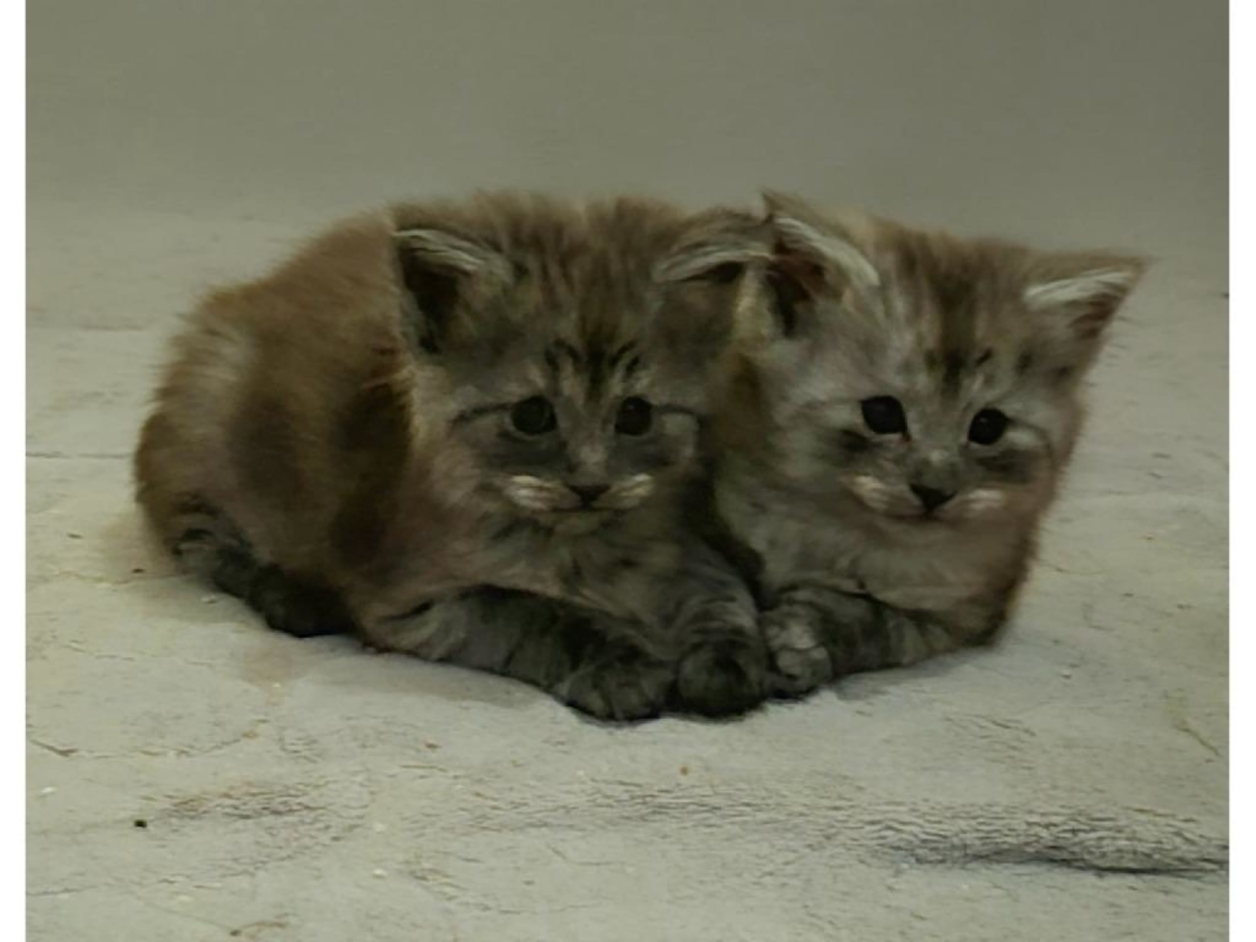 S*Mustela's