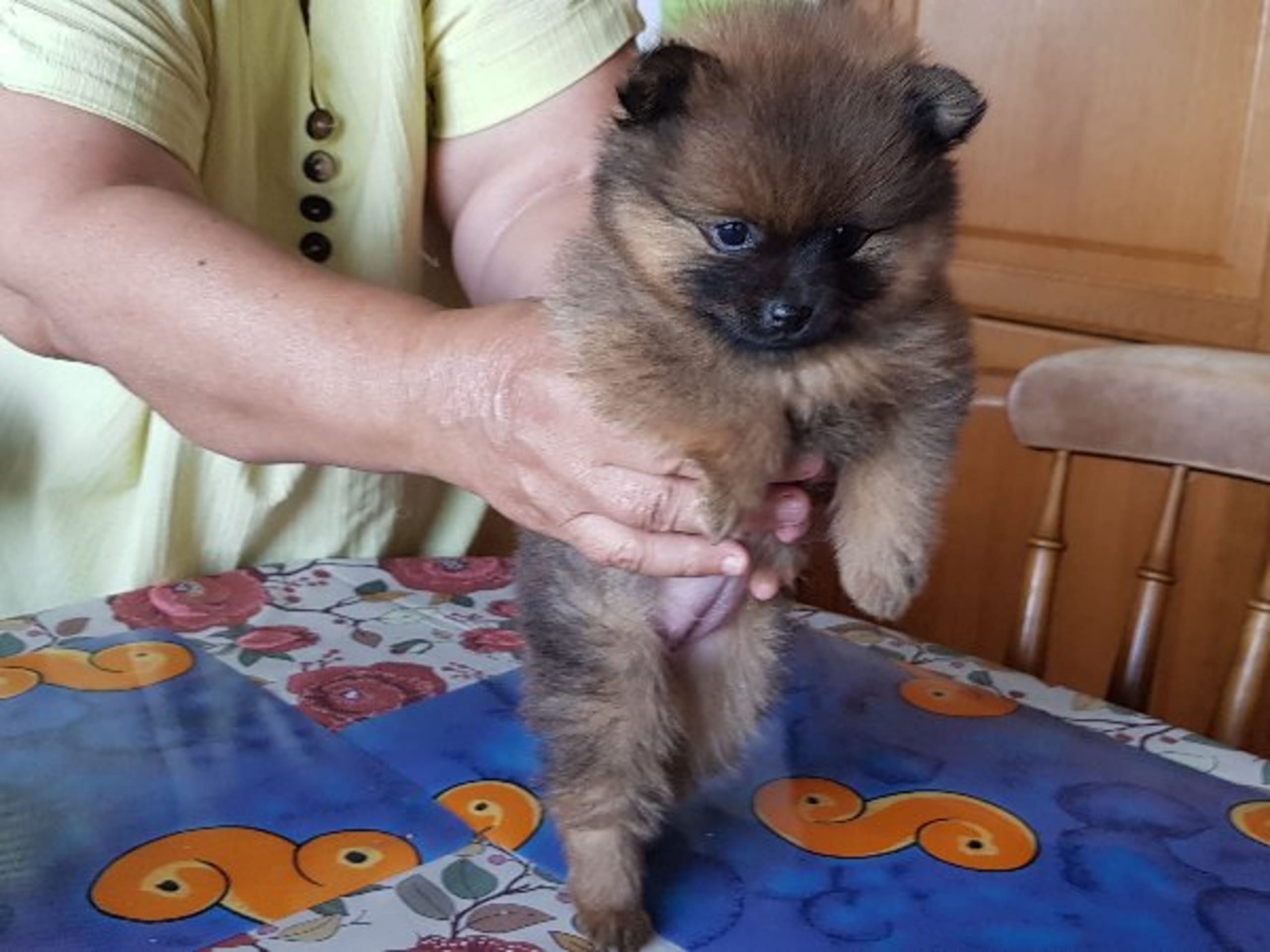 Pomeranian · Ed · Small Power