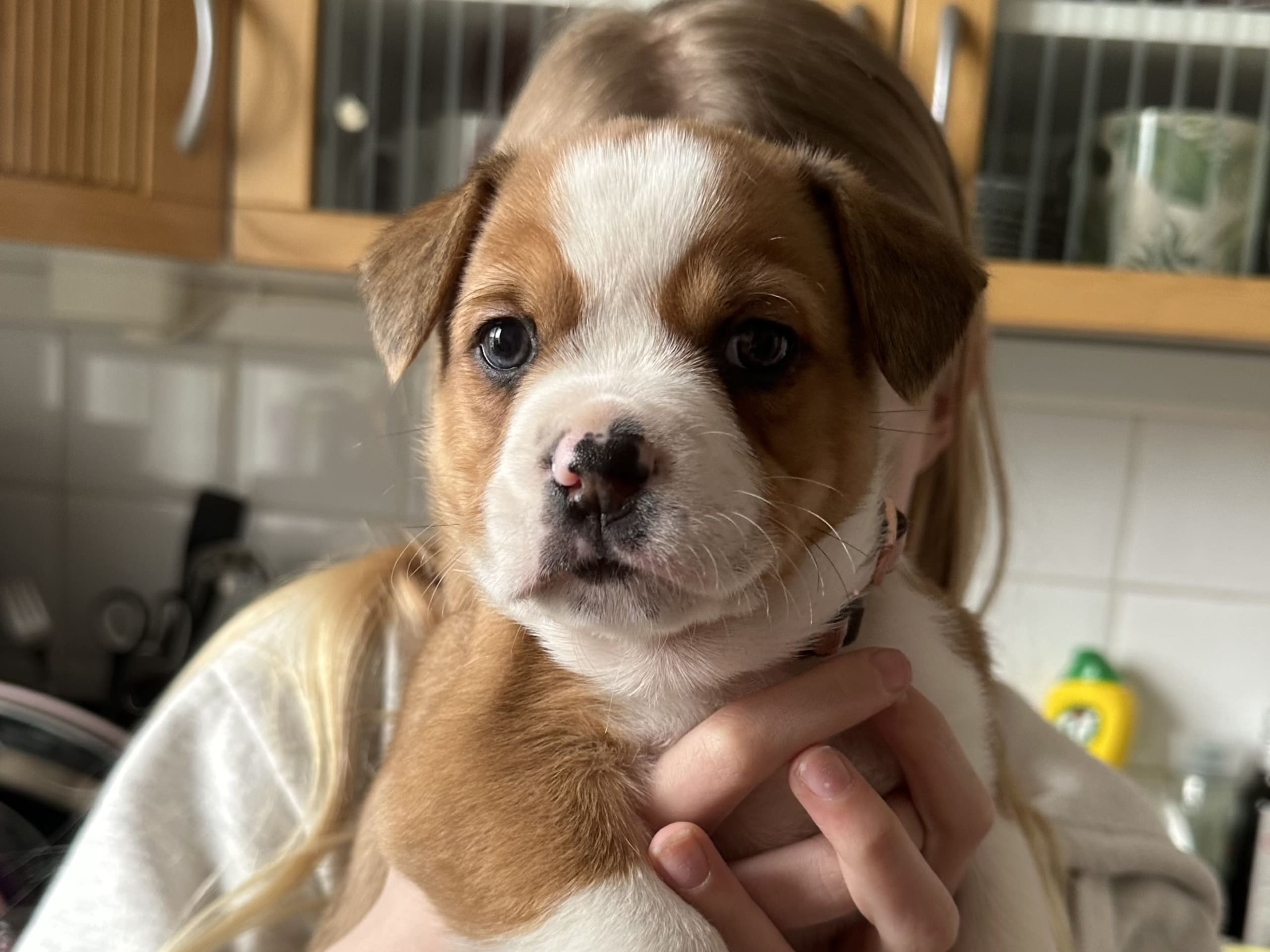 Fransk bulldog och Australiensisk Sheperd · Karlstad · Mia A.