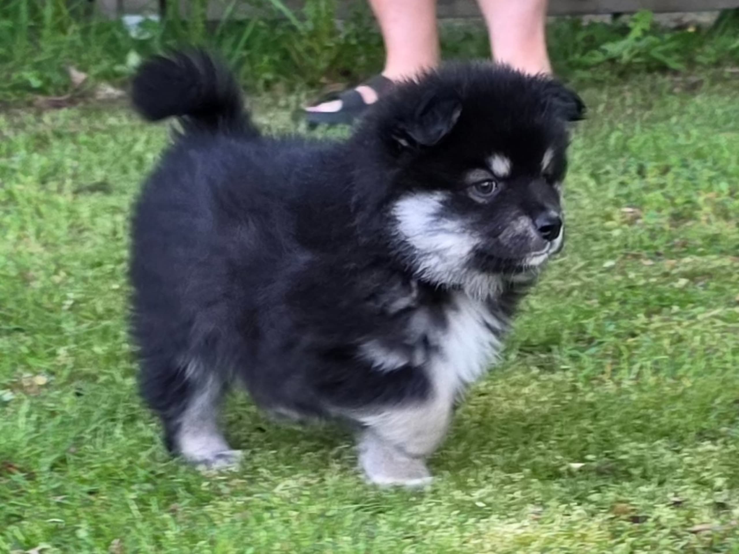 Finnish Lapphund · Kolsva · Brickebos