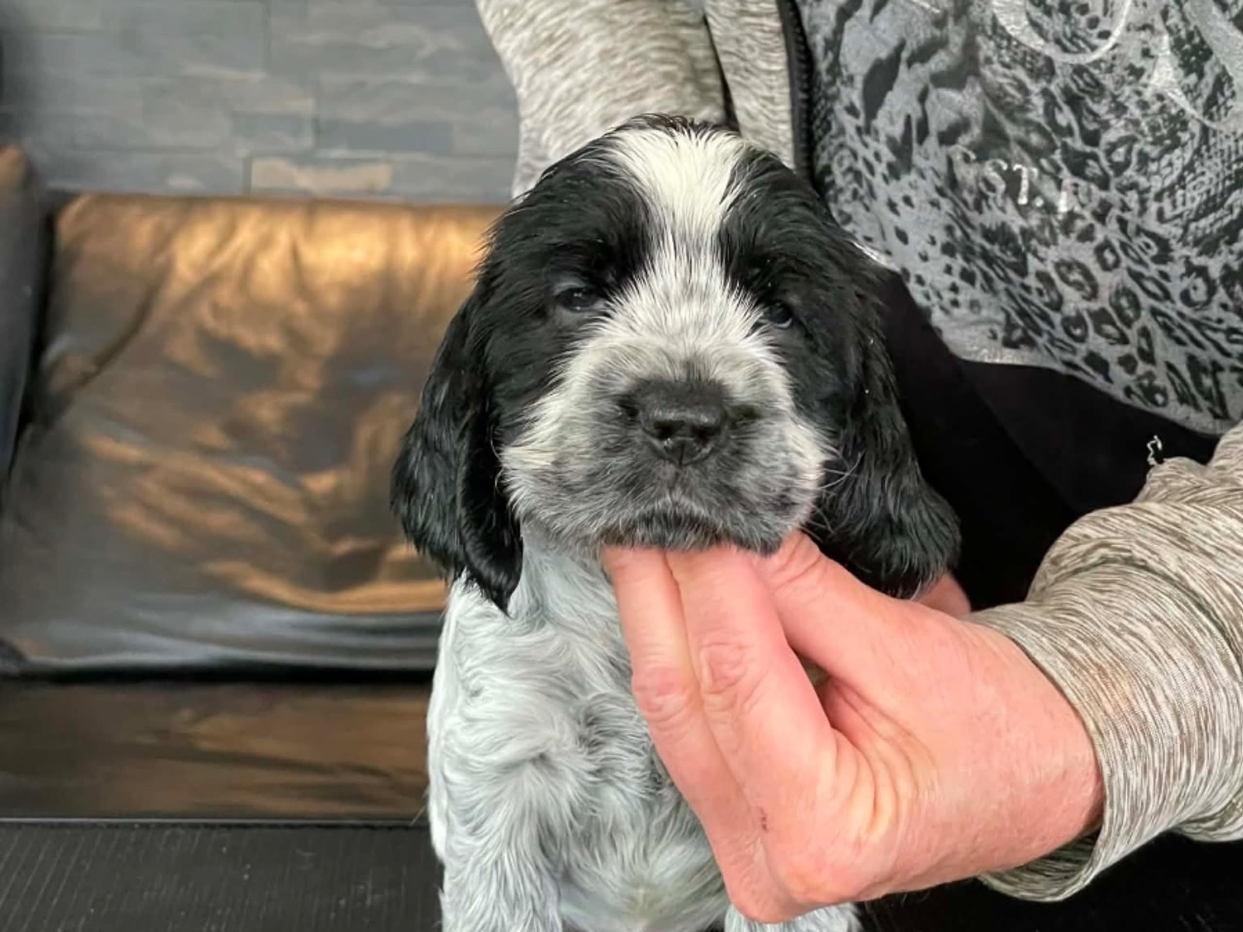 Cocker spaniel · Fotskäl · Afrodias