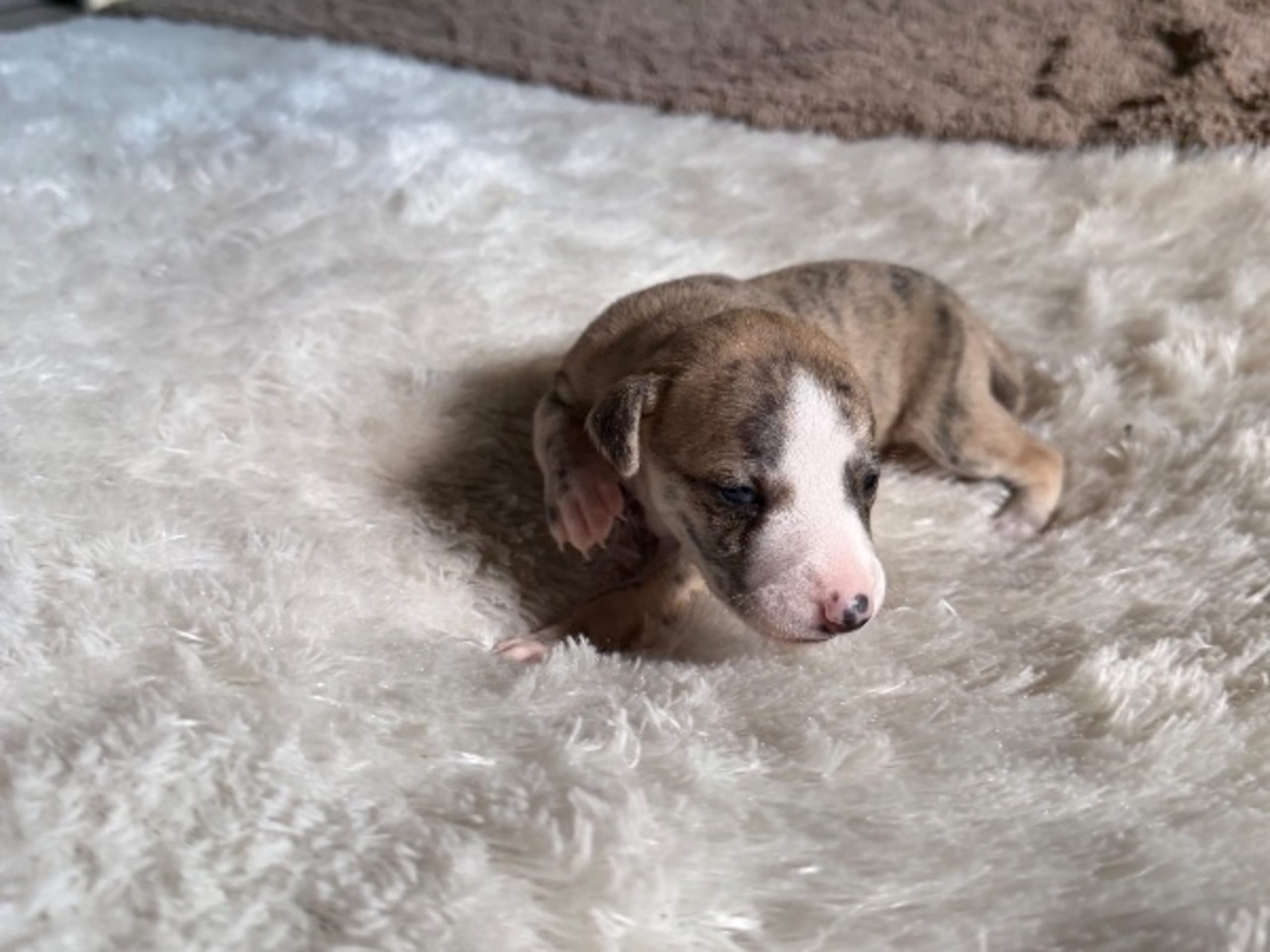 Whippet · Söderköping · Mac Bells