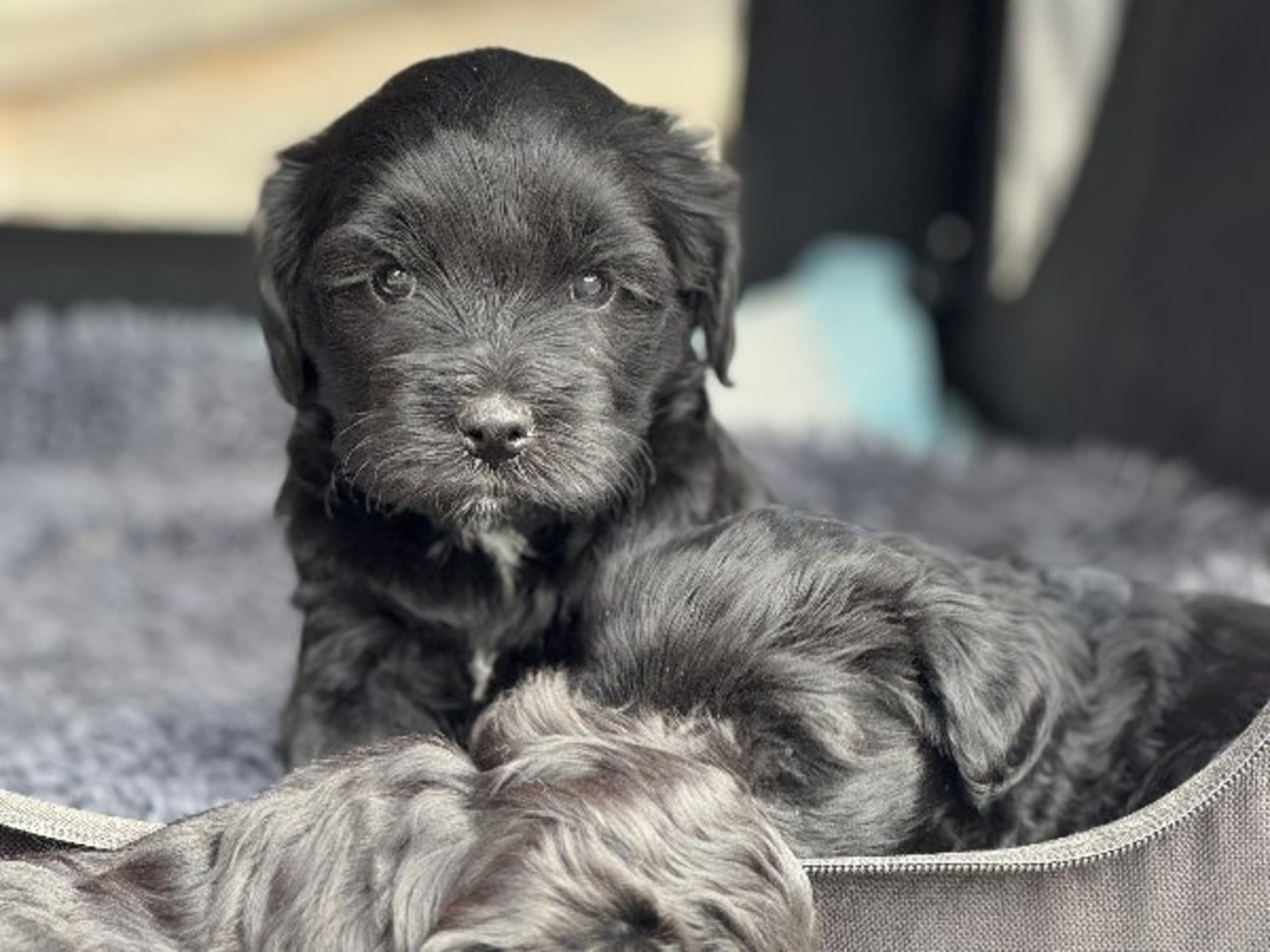 Tibetan Terrier · Skokloster · Solstickans