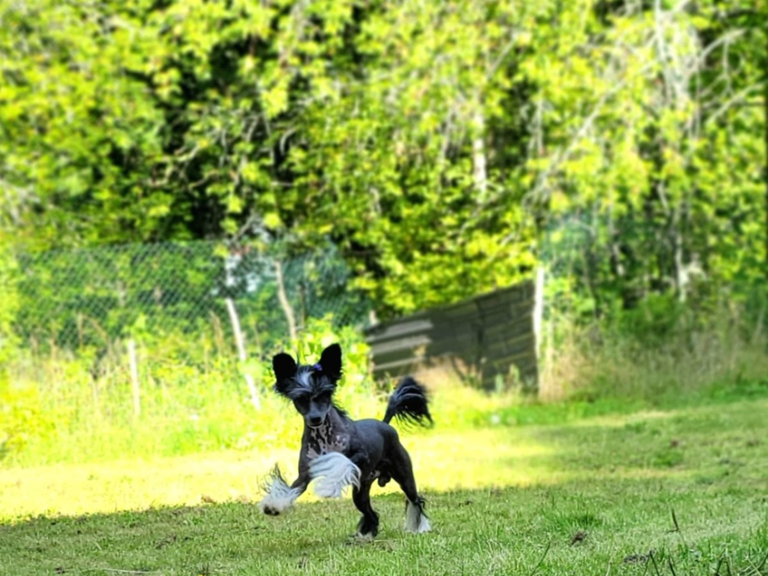 Chinese crested · Lesjöfors · av Da Mia Cuccia