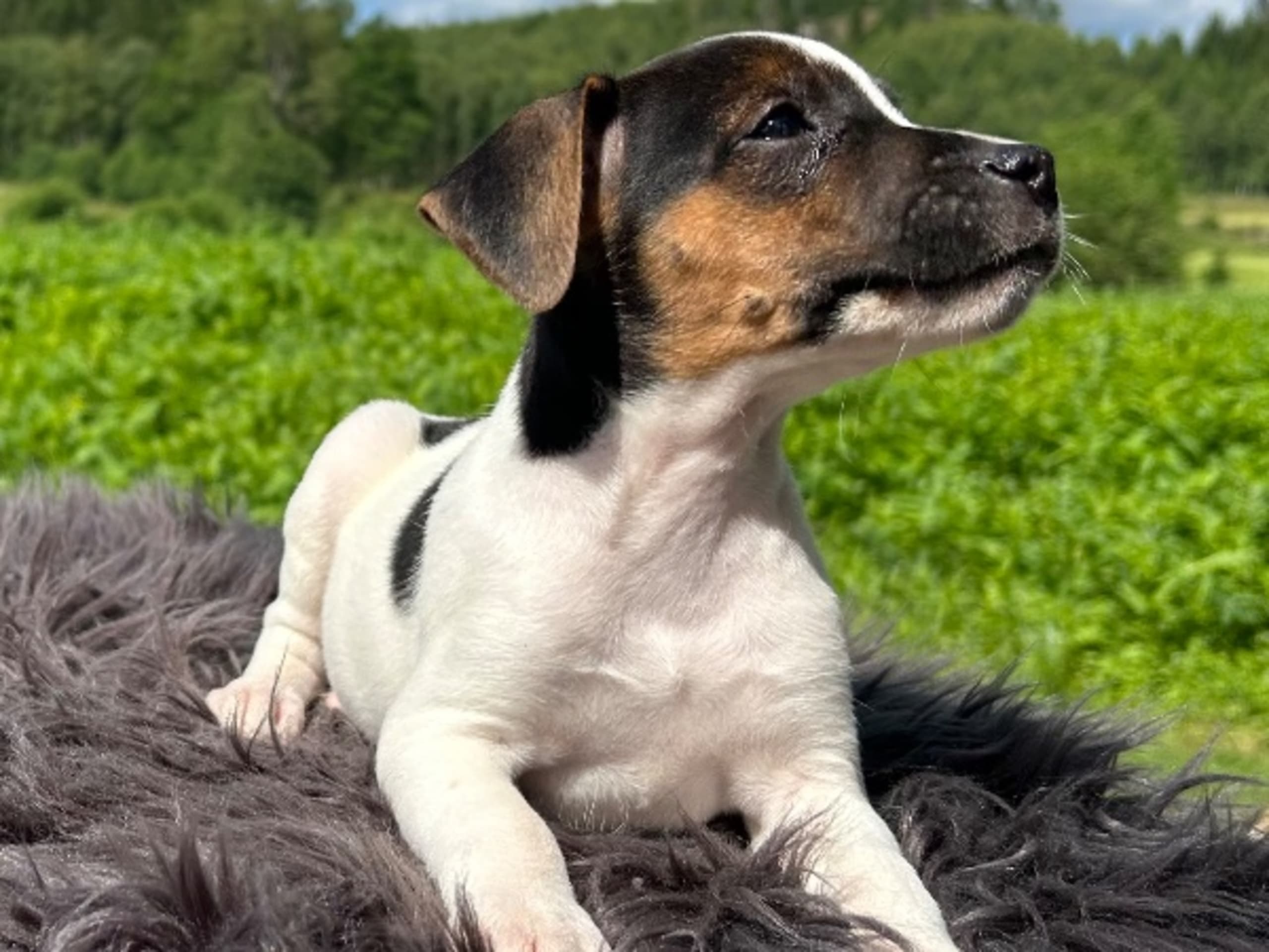 Danish Swedish Farmdog · Älekulla · Lillhovens